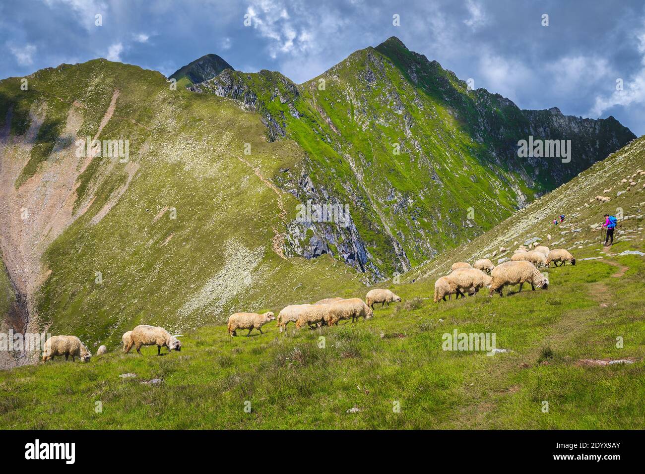 Herd of sheep on the mountain slope and picturesque mountain ridges in background, Carpathians, Romania, Europe Stock Photo