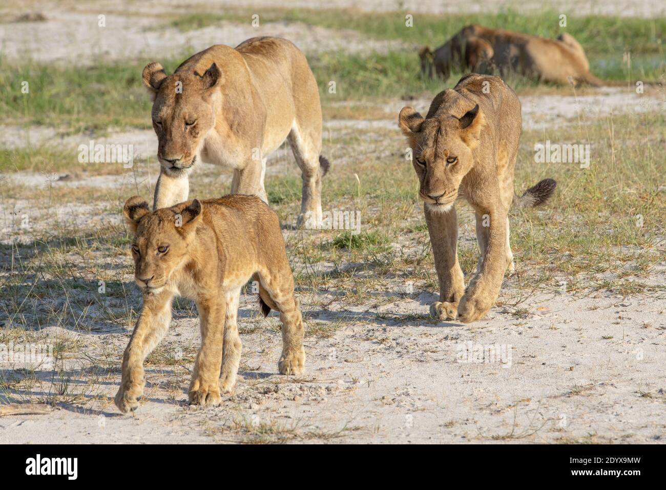 African Lioness (Panthera lio), with two growing cubs of differing sizes, different ages, and different mothers, but from the same pride. Leaving a wa Stock Photo
