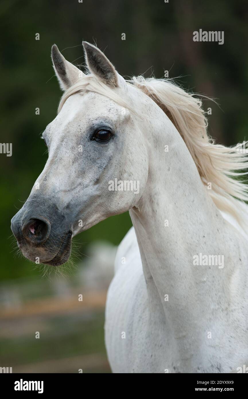 white arab stallion portrait in movement Stock Photo