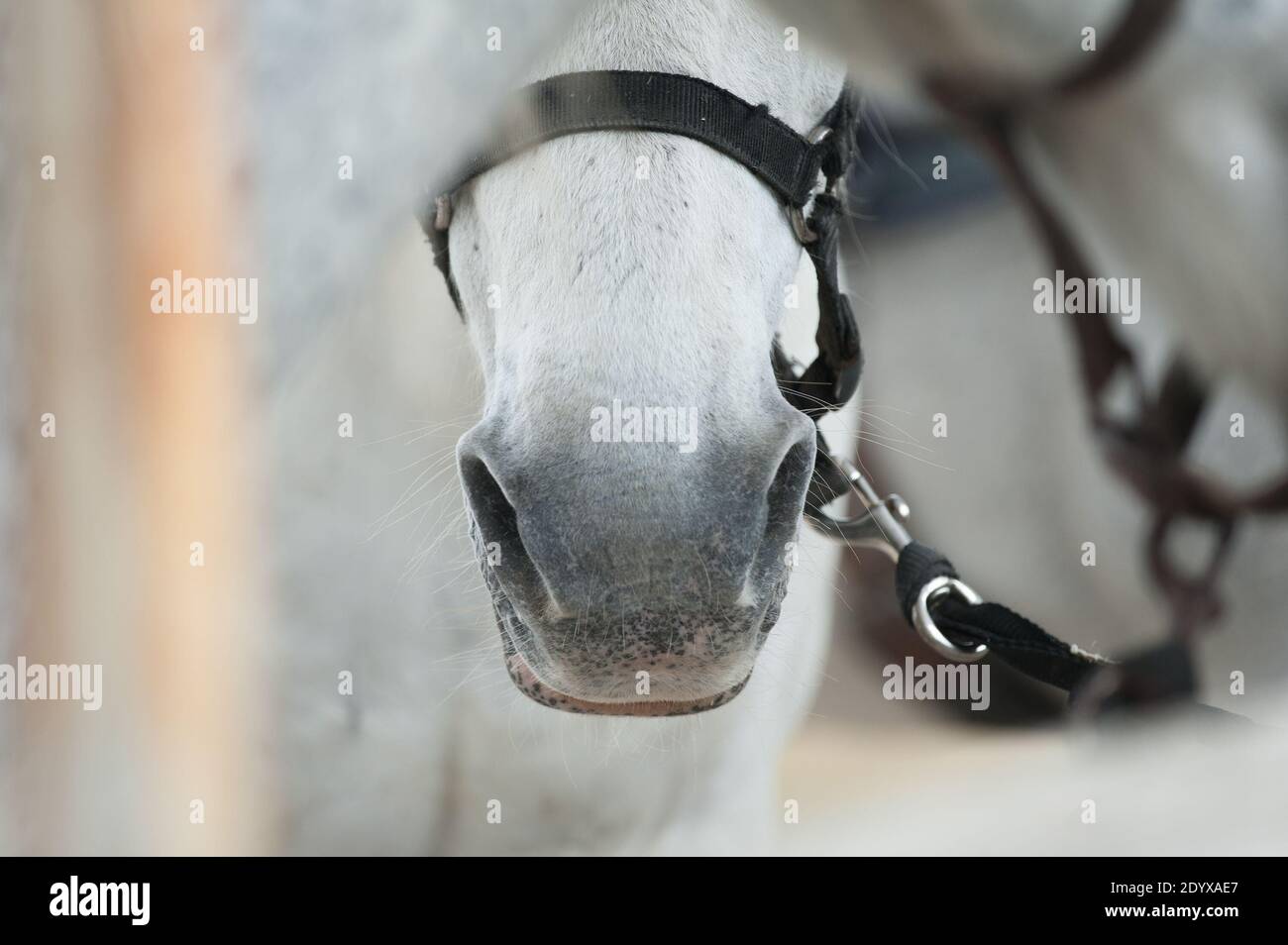 white horse nose closeup shot, details Stock Photo