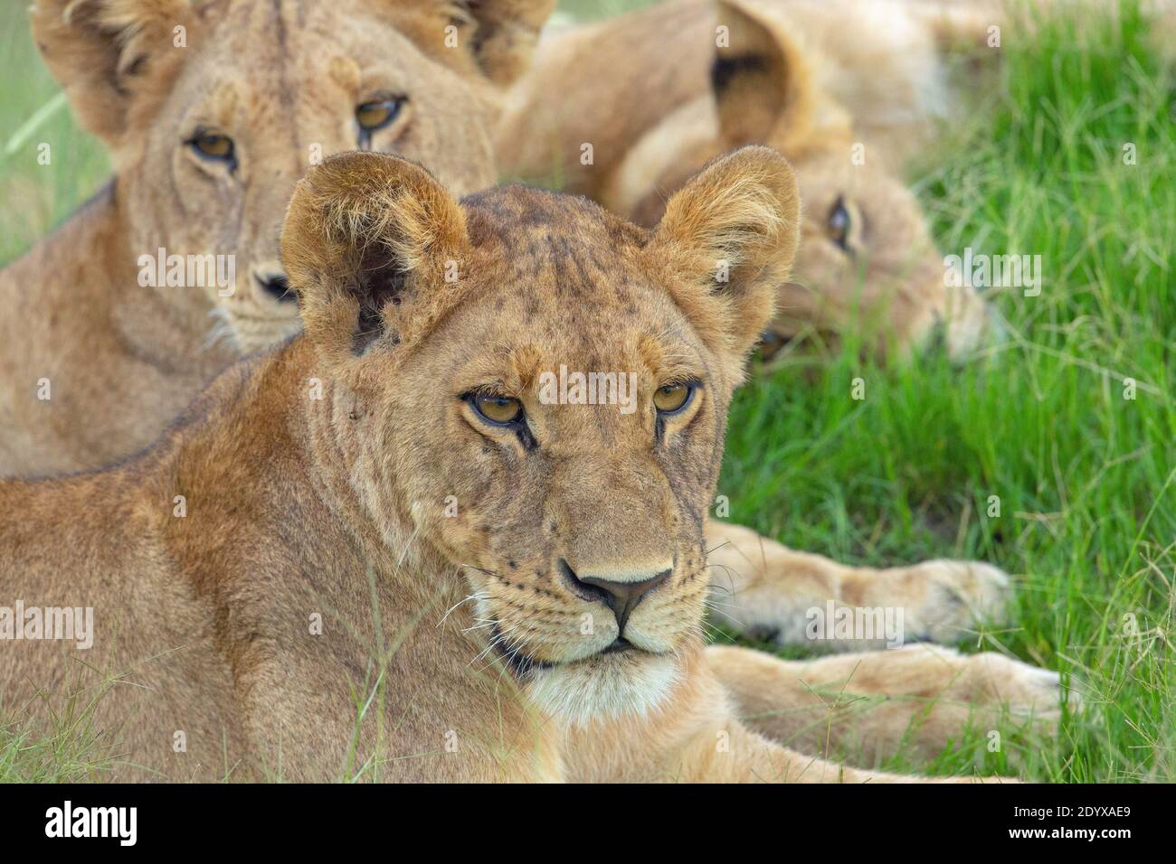 Lioness, one of a pride of three. (Pantherea leo). Confident, different faces, attitude to the moment. Close up. Well being. Survival value. Stock Photo