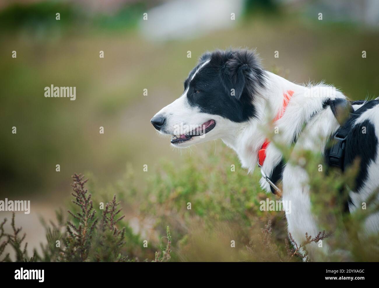 black and white border collie in summer fields Stock Photo
