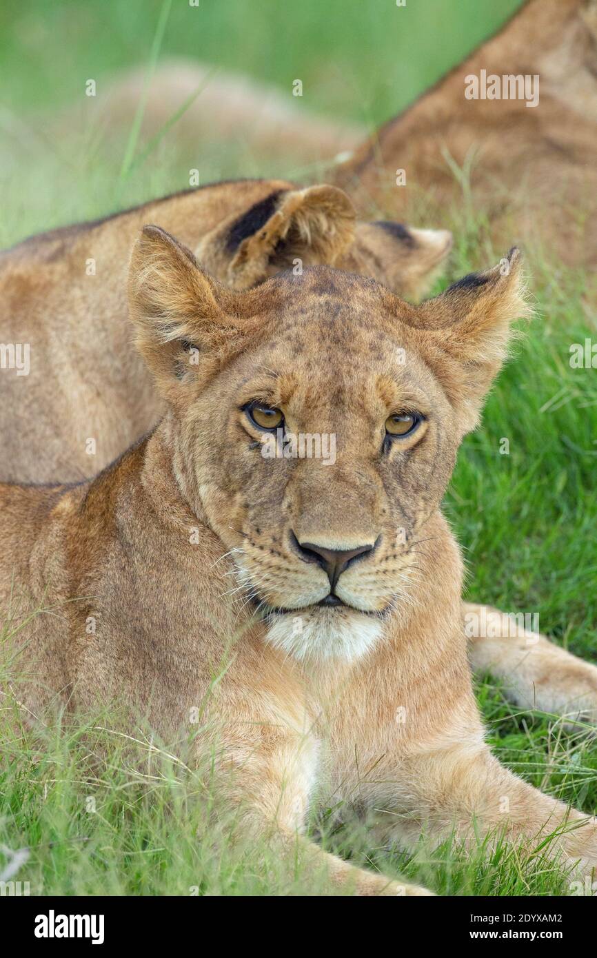 African Lion (Pantherea leo). Head close up, facial detail, eye contact. Lying down. Female, lioness. Facing, eye contact. Botswana. Stock Photo