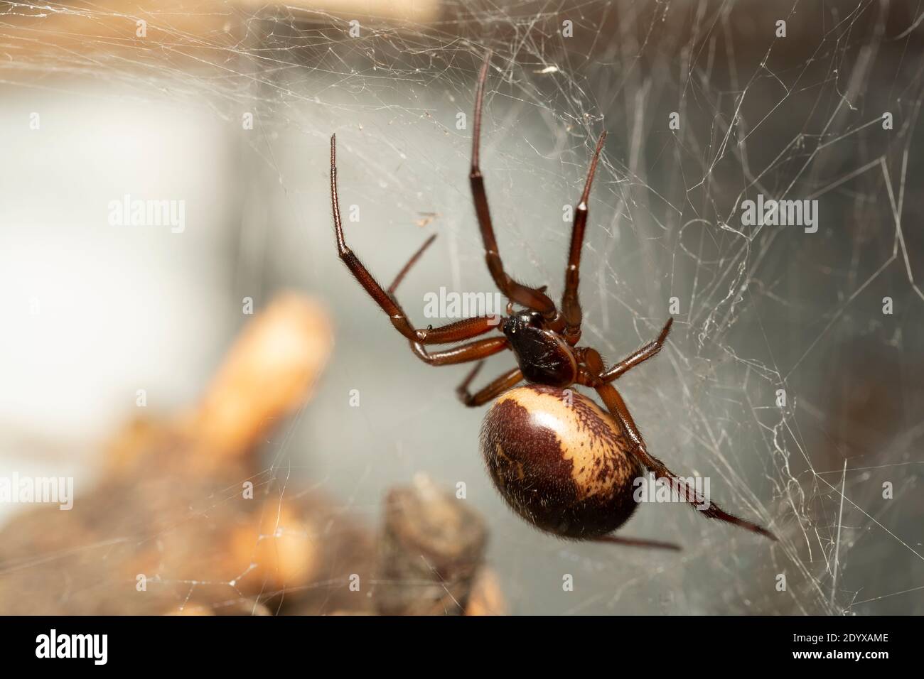 Steatoda nobilis / Noble False Widow Spider female Stock Photo