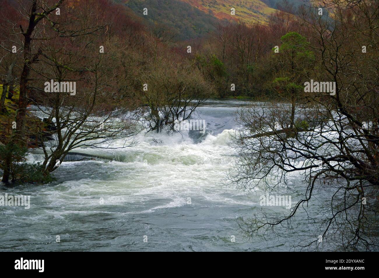 The Ogwen River has its main source in Lake Ogwen in Snowdonia but is seen here in spate as it passes through a wooded valley in its lower reaches. Stock Photo