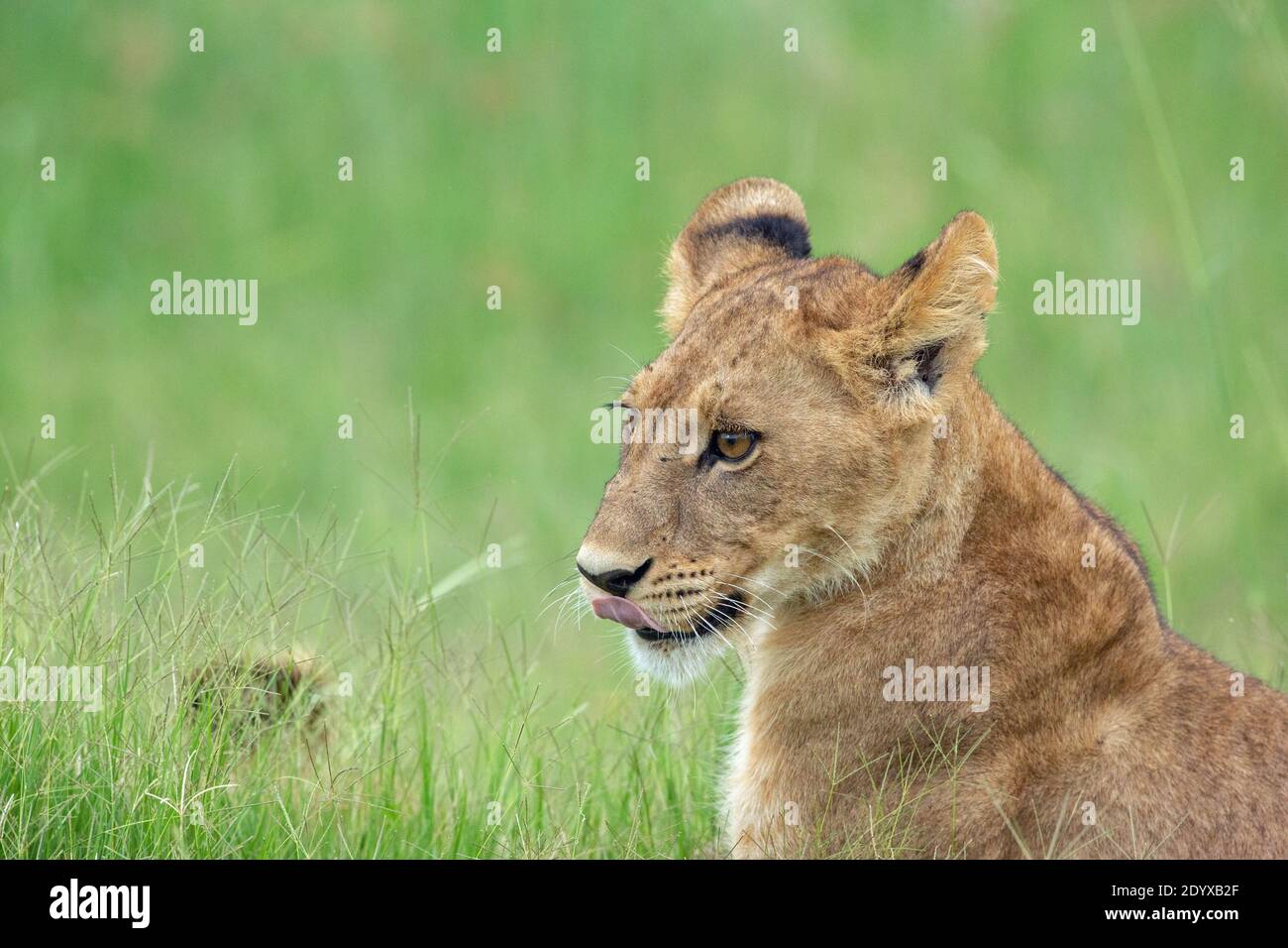 African Lion cub (Panthera leo).  Juvenile, immature, cub. Know them by their spots, from which the vibrissae grow vibrissae, or whiskers grow, all di Stock Photo