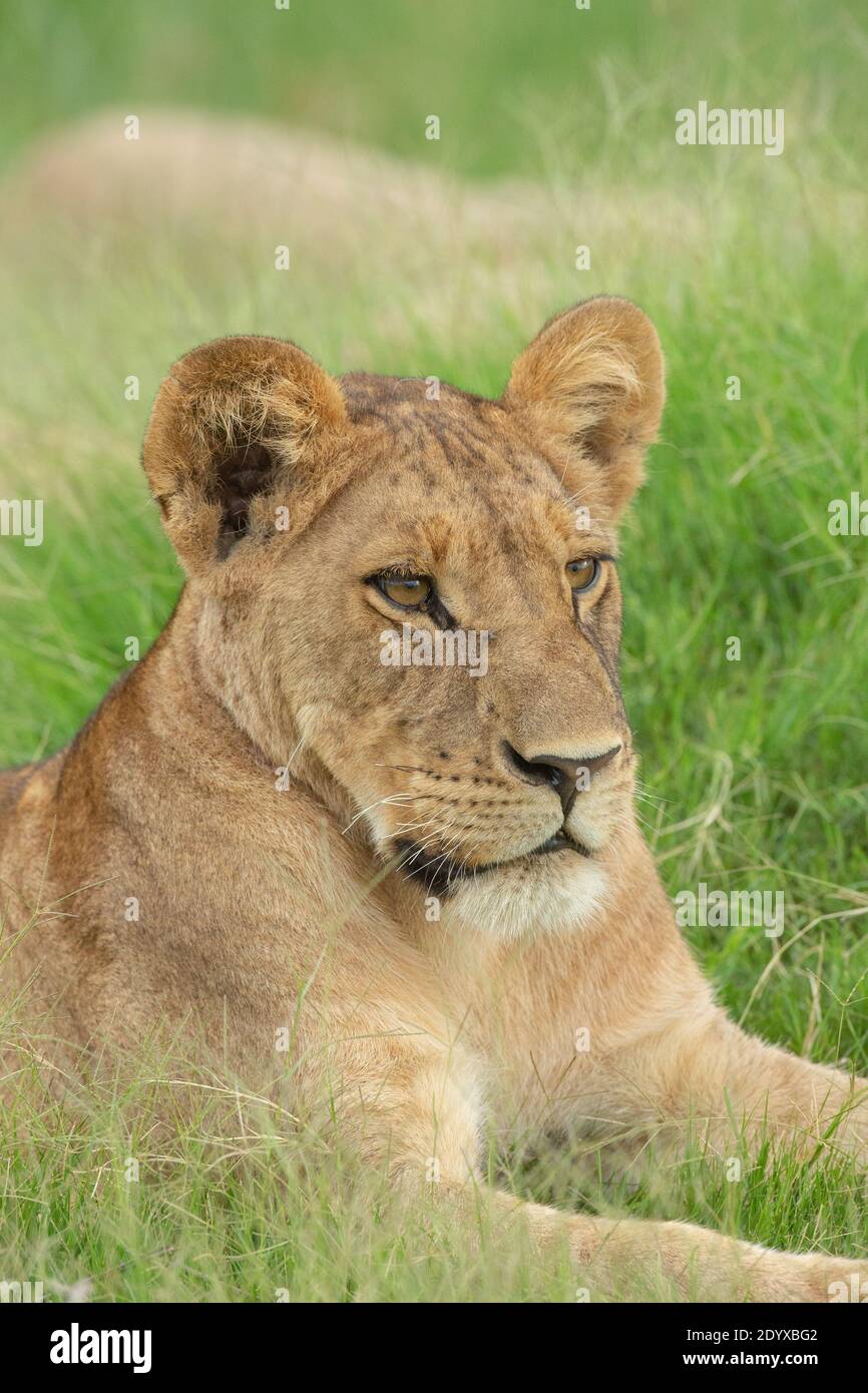 African Lioness (Panthera leo). Dignified, confident, reclining but fully aware, focussed on life movements, in immediate territory, environment. Stock Photo