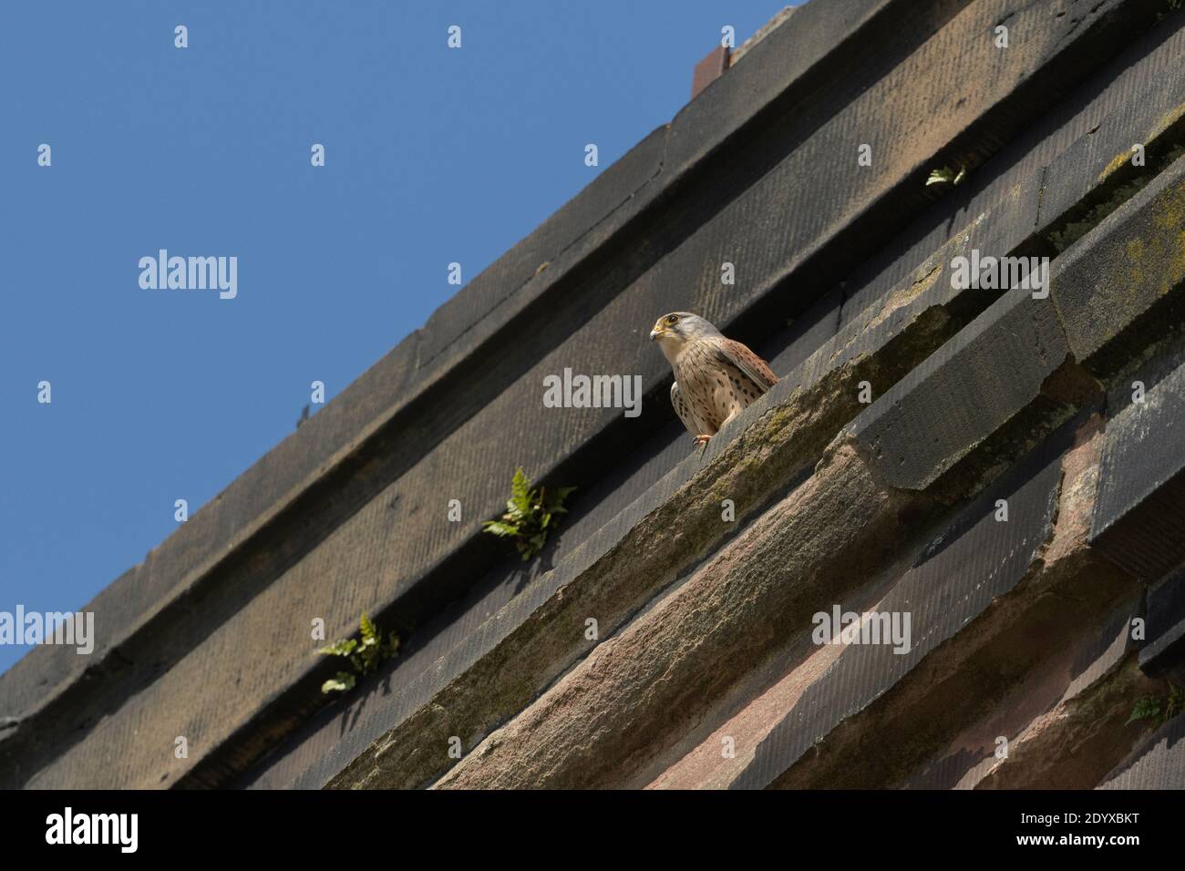 Common kestrel (Falco tinnunculus). Pair nesting on an old railway viaduct, Stockport, Greater Manchester. Male on viaduct Stock Photo