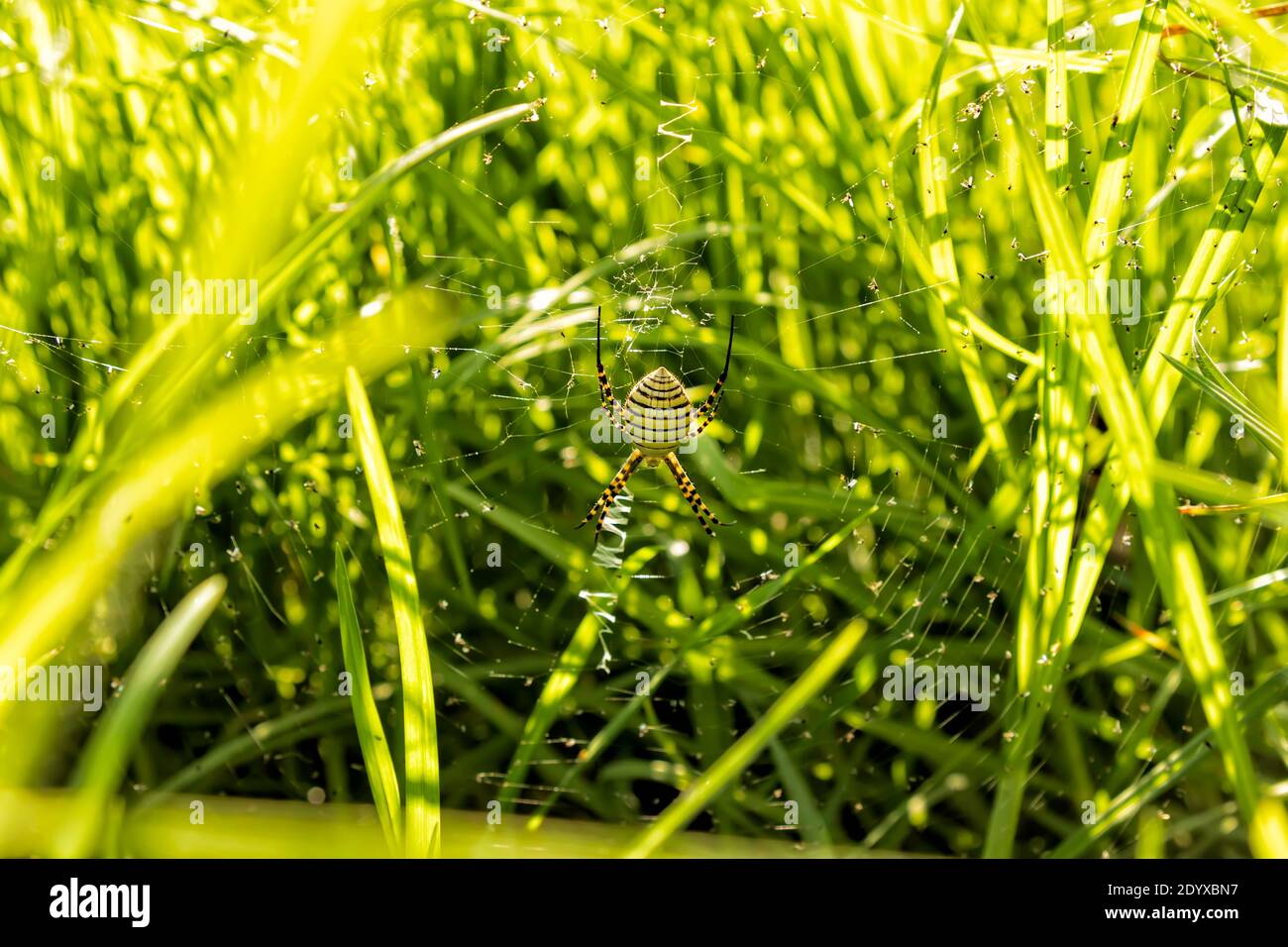 Banded garden spider weaving a web in the green grass in the sun close-up Stock Photo
