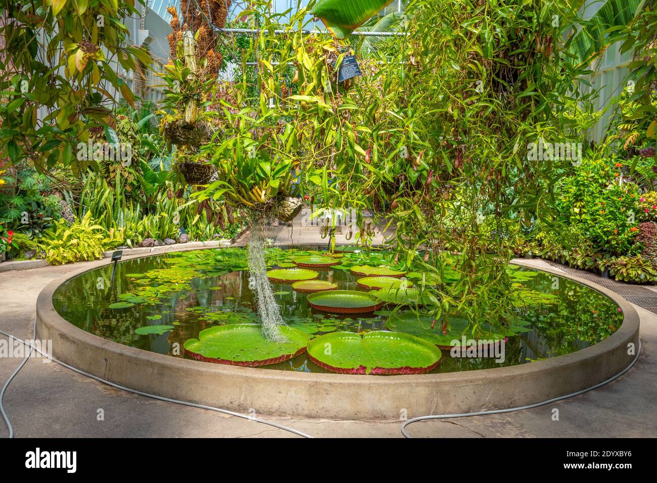 Auckland Domain Wintergardens in New Zealand Stock Photo - Alamy