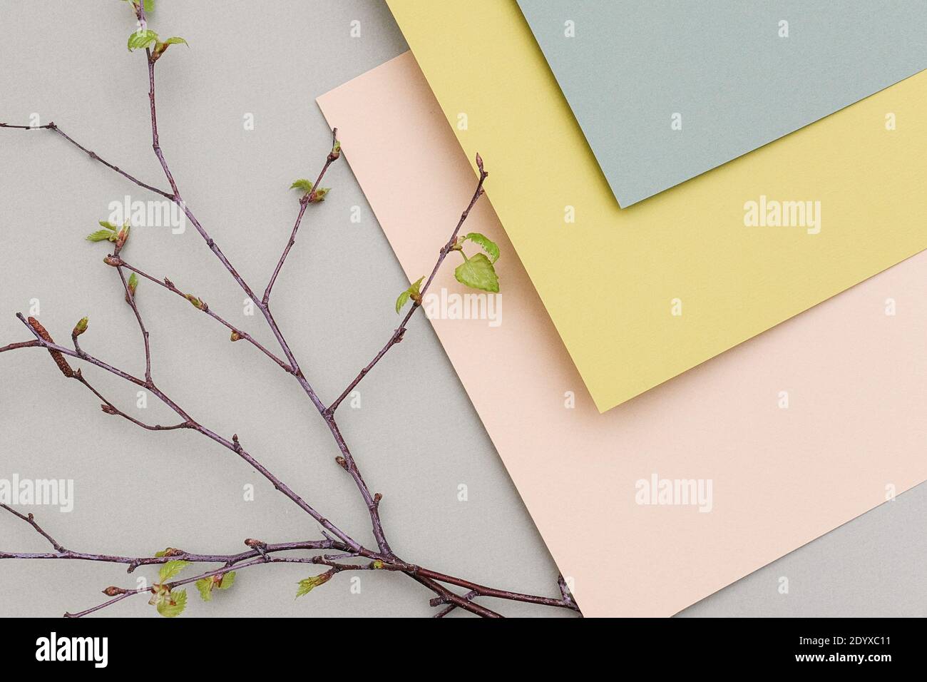 Branches of a tree with young blossoming leaves on geometric pastel colors paper background, texture. Backdrop for your design. Spring time pastel col Stock Photo