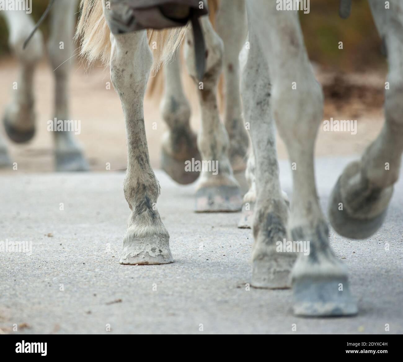 Horse hooves close up in group walking in the park Stock Photo