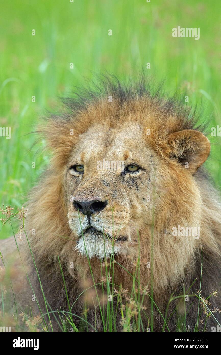 African Lion (Panthera leo). Head facing portrait. Close up. Senses focussed on Stock Photo