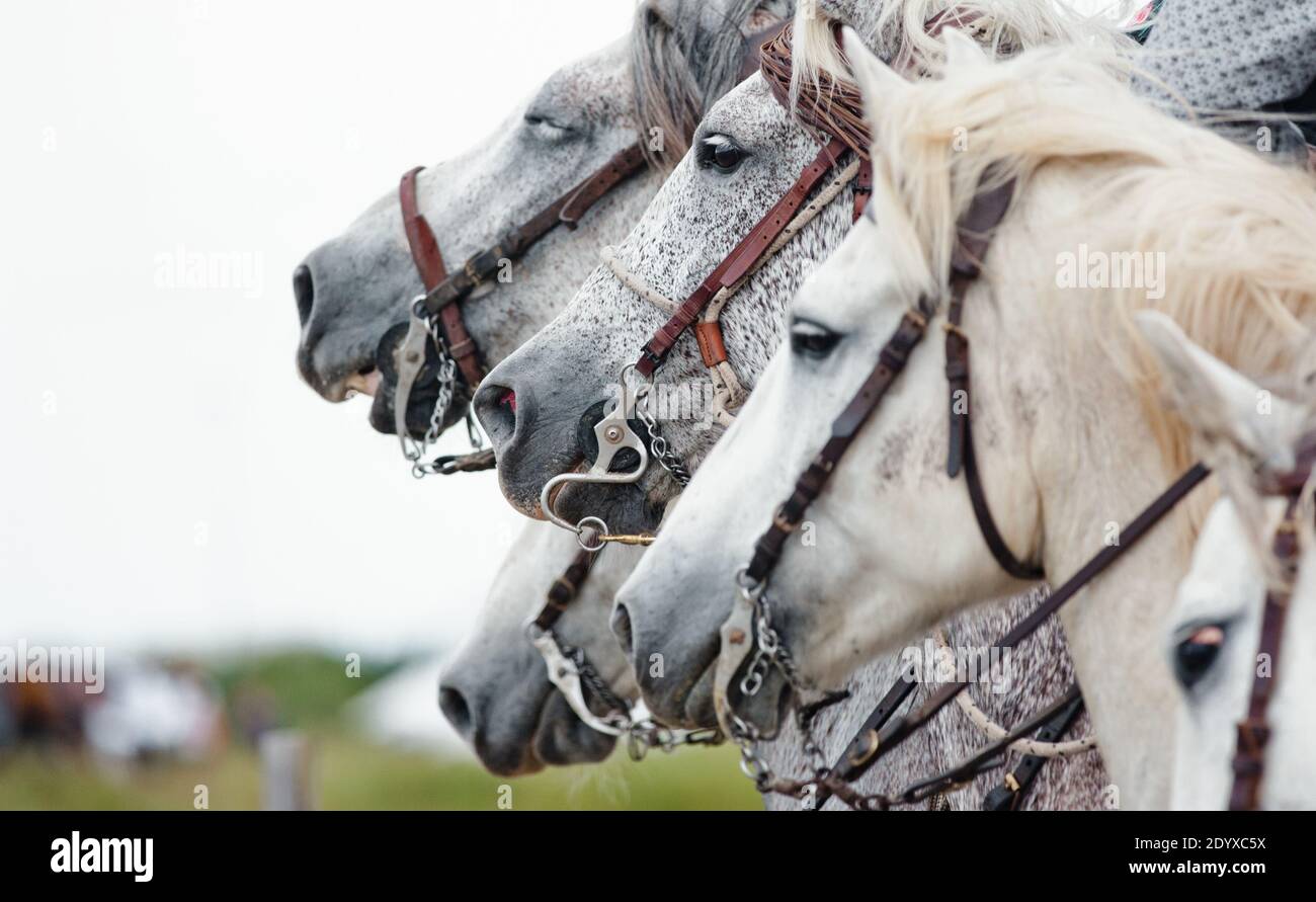camargue horses closeup at a horse festival in south of France Stock Photo