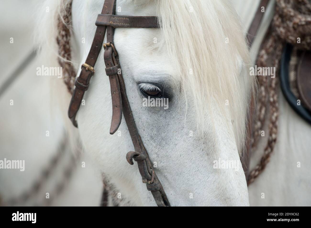 white camargue horse closeup Stock Photo