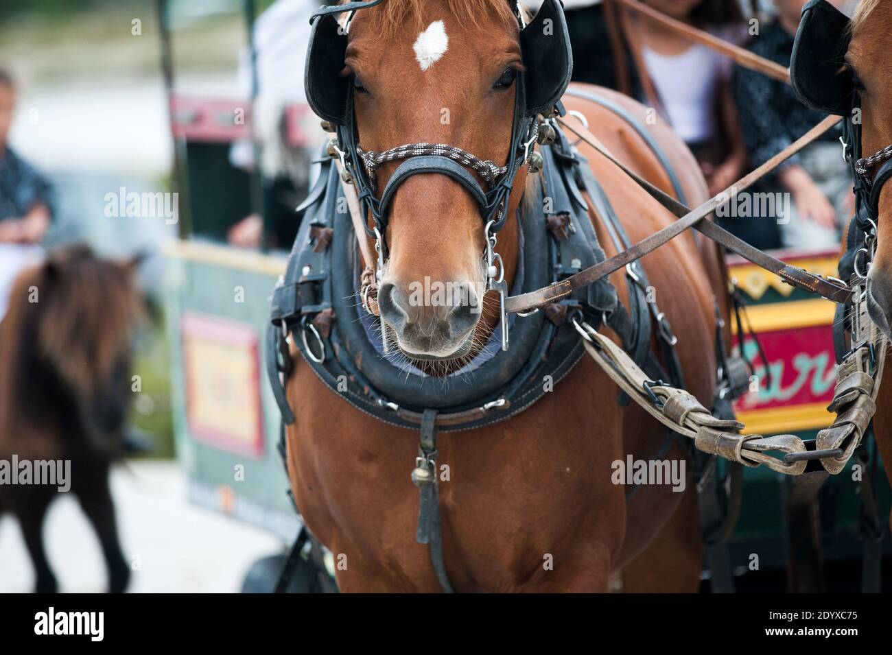 horses in carriage close up on a festival Stock Photo