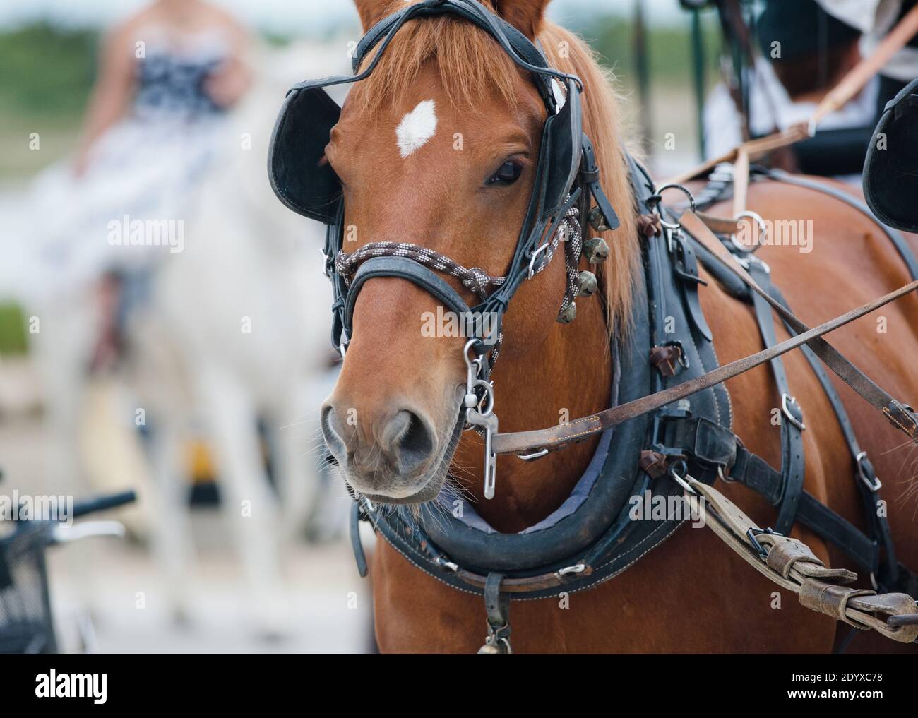 chestnut horse in carriage closeup portrait Stock Photo