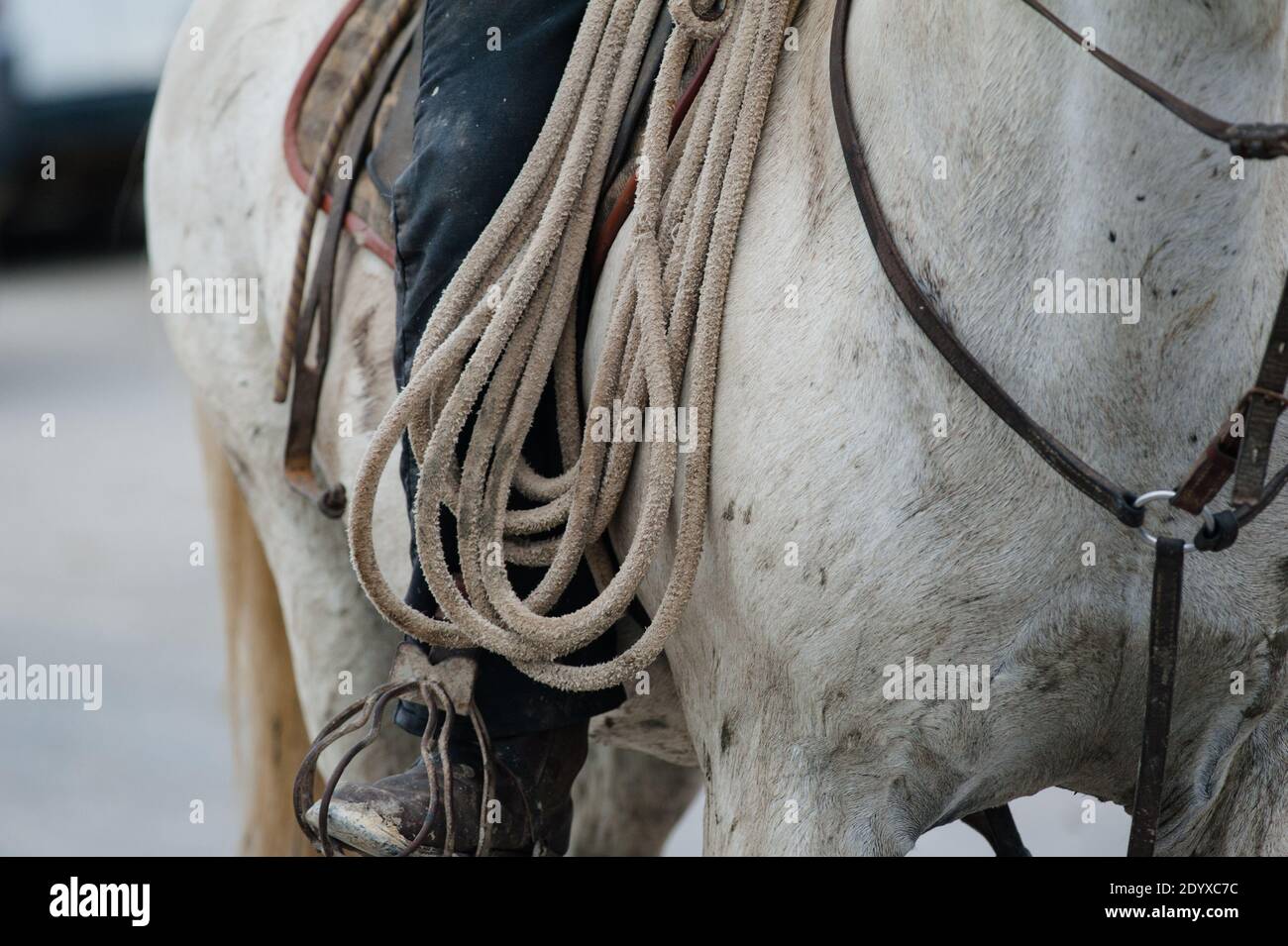rider on his horse, holding lasso, closeup Stock Photo