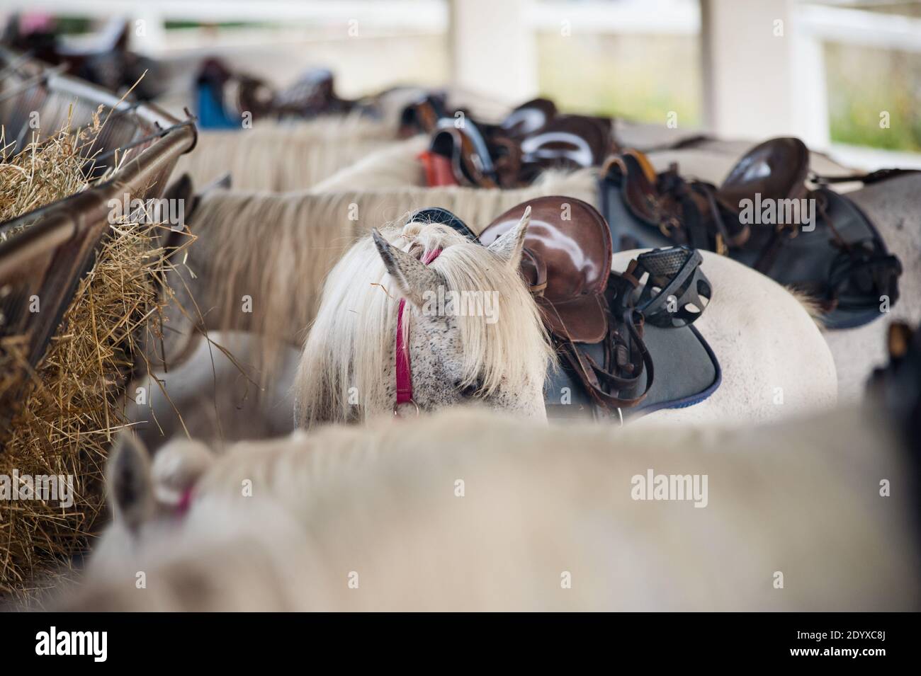 white equipped horses with saddles at ranch Stock Photo