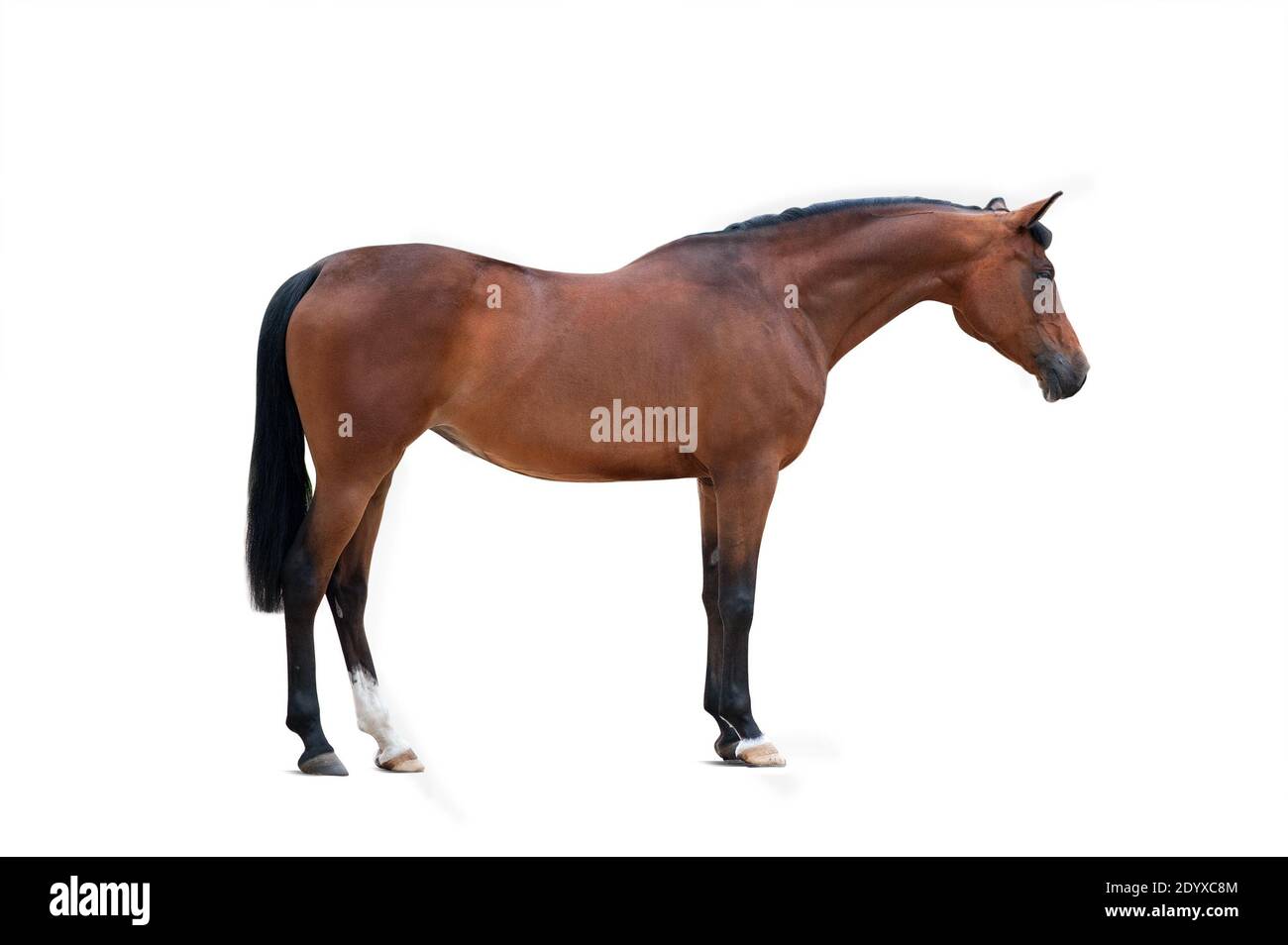 bay arabian mare isolated over a white background Stock Photo
