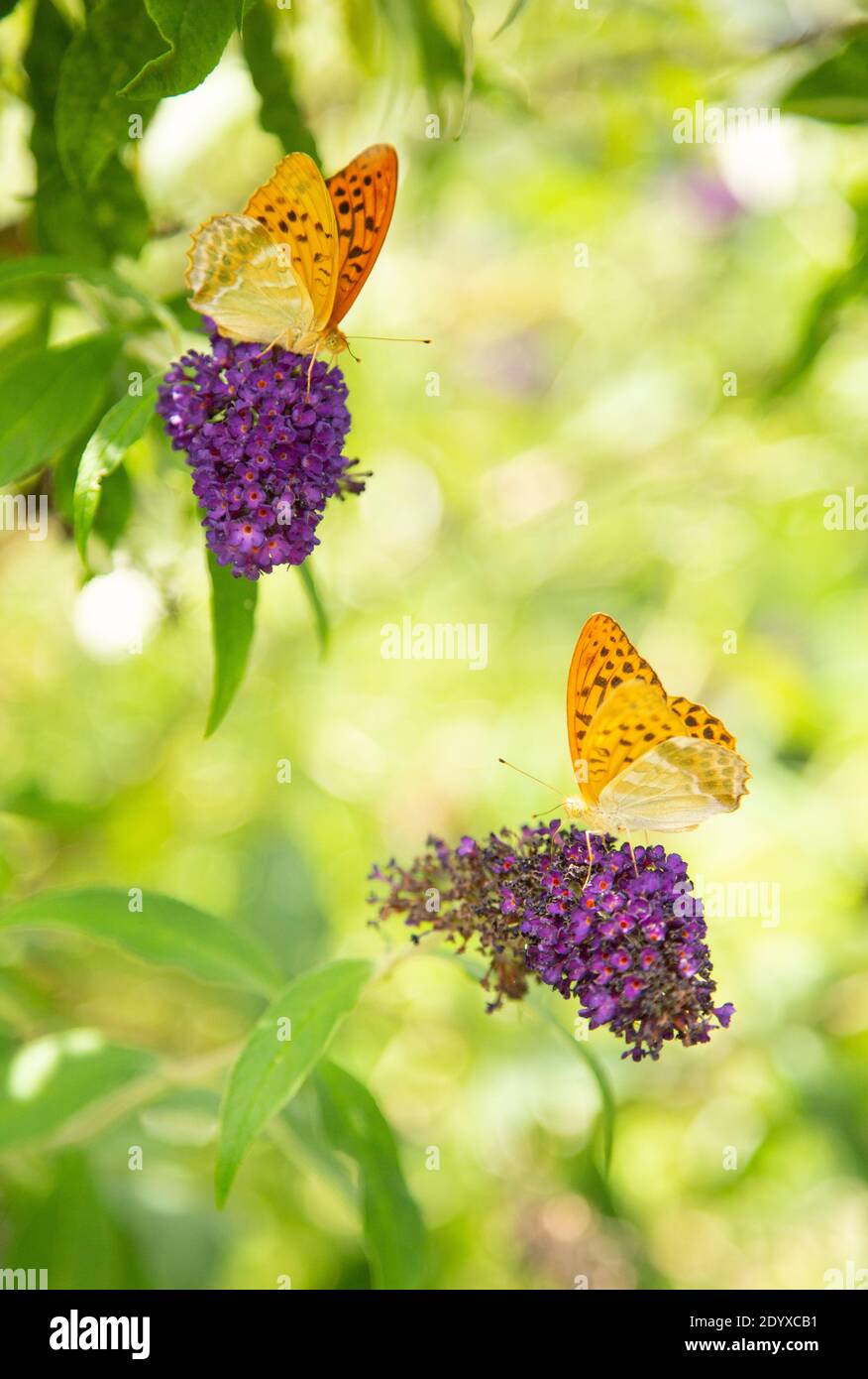 Butterflies In The Butterfly Bush Stock Photo