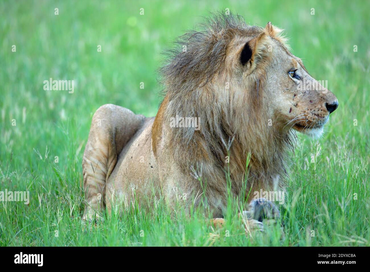 African Lion (Panthera leo). Old, elderly, male, in apparently poor physical condition. shaggy, thin haird mane, scarred face are indications. Continu Stock Photo