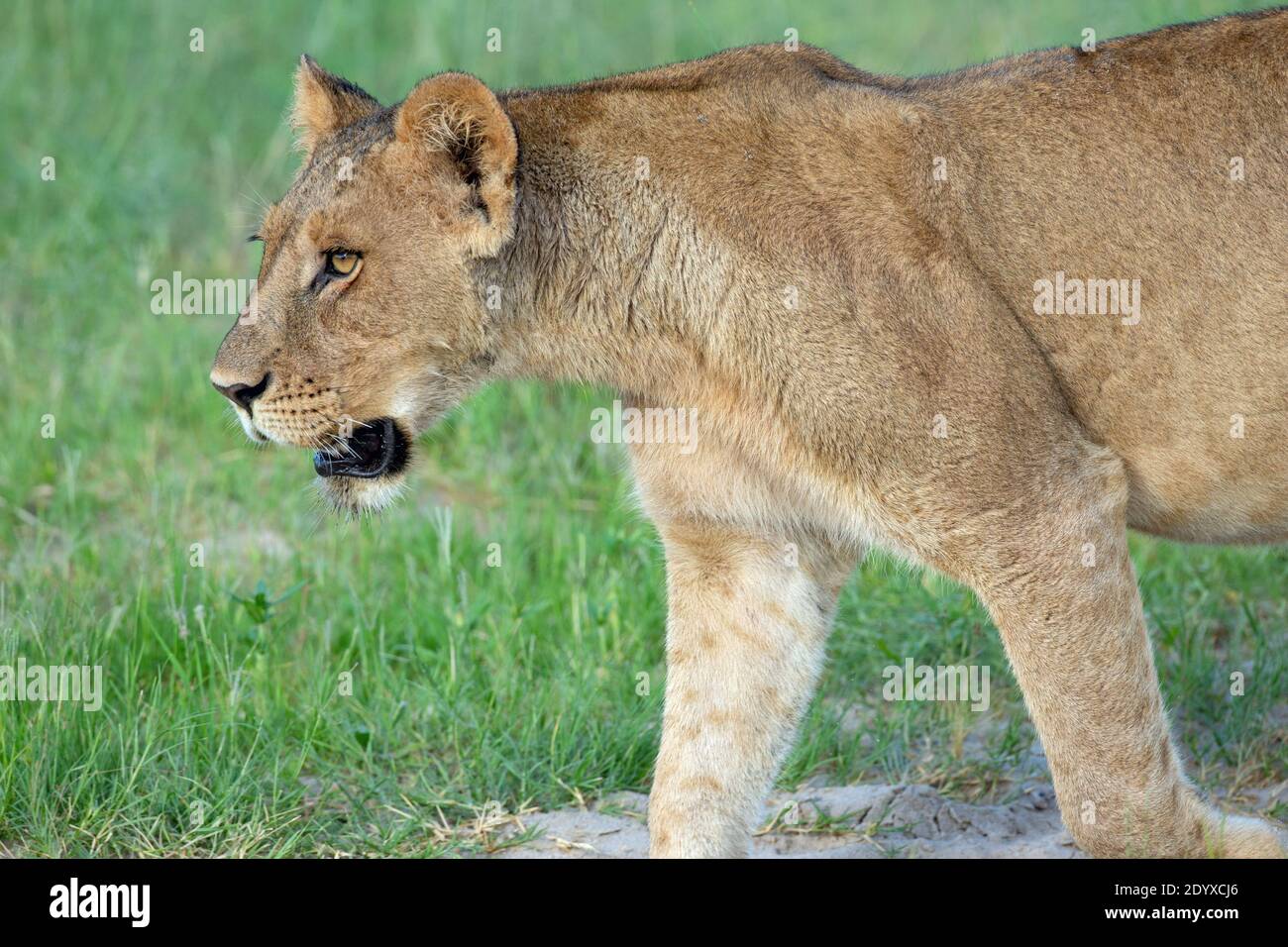 African Lion (Panthera leo). Appearance of a healthy, younger adult female, lioness. Bright eyed, alert, attentive, coat, fur, pelage in good cared fo Stock Photo