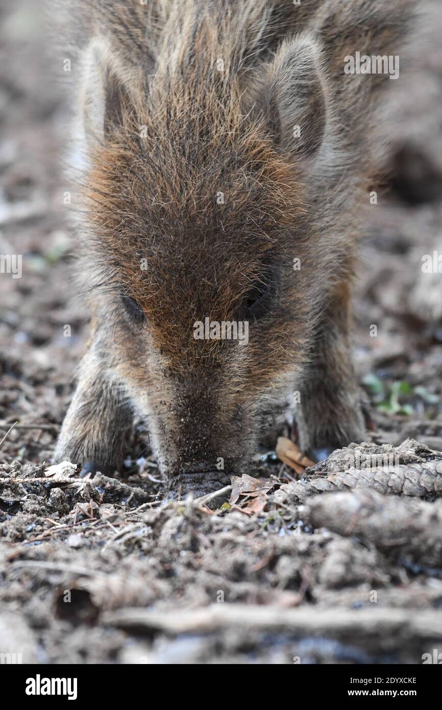 Ravensburg, Germany. 28th Dec, 2020. A few weeks old freshling digs in the forest floor in the game reserve. The animals were born in late autumn. Credit: Felix Kästle/dpa/Alamy Live News Stock Photo