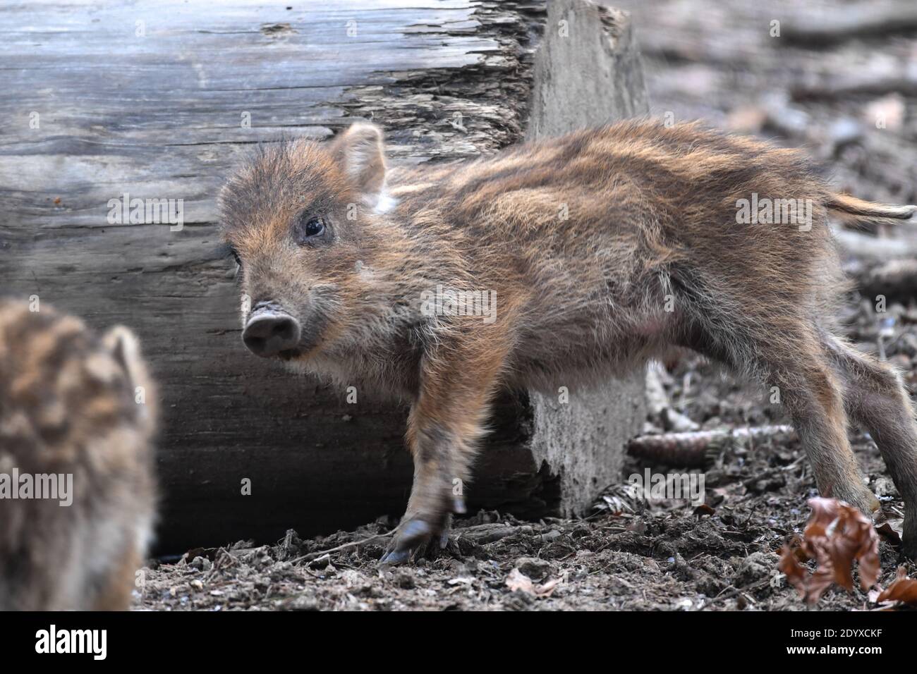 Ravensburg, Germany. 28th Dec, 2020. A few weeks old freshling scratches itself on a tree trunk in the game enclosure. The animals were born in late autumn. Credit: Felix Kästle/dpa/Alamy Live News Stock Photo