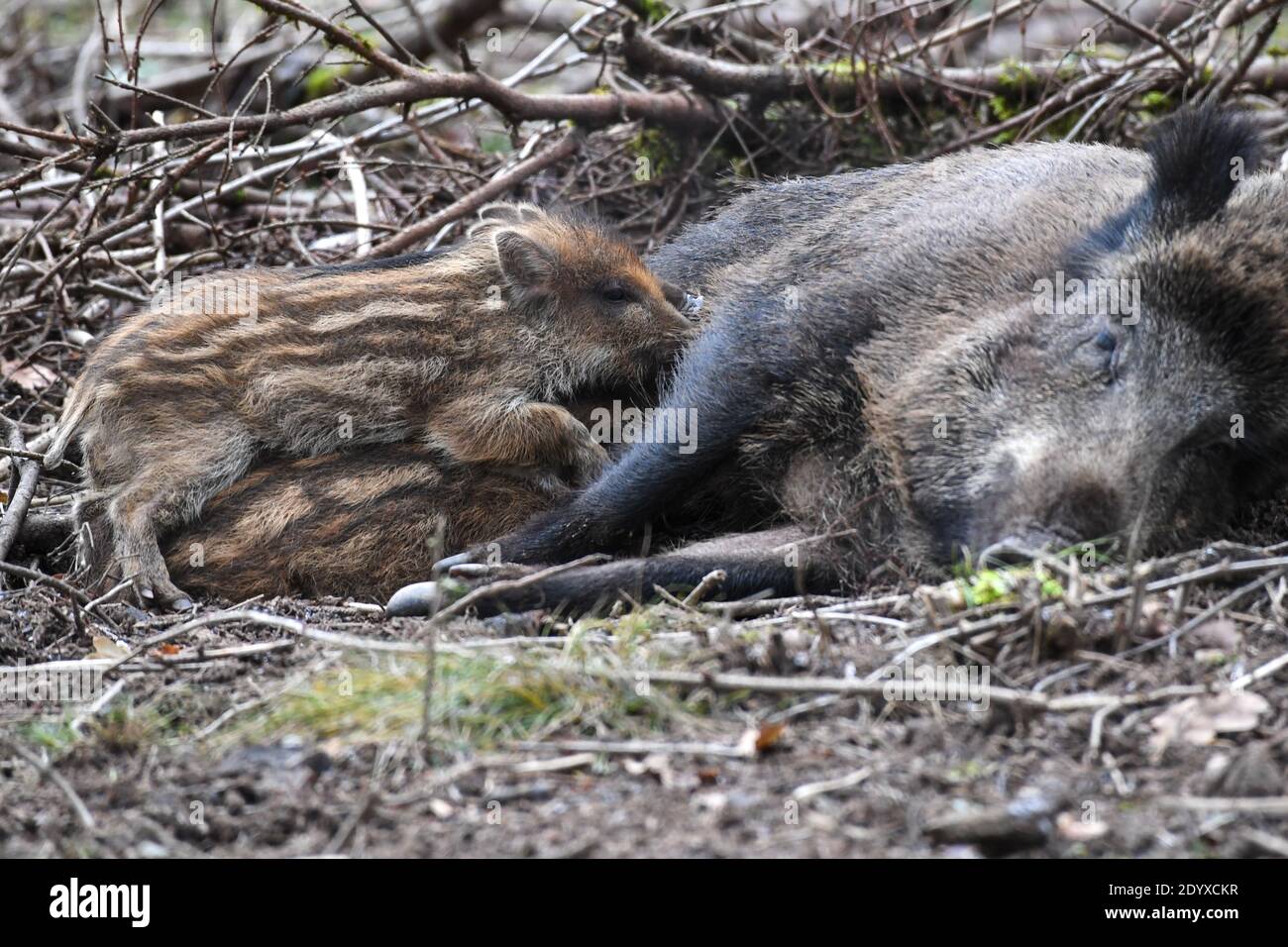 Ravensburg, Germany. 28th Dec, 2020. Only a few weeks old freshlings are sucking on the cigars of the sow in the game reserve above Ravensburg. The animals were born in late autumn. Credit: Felix Kästle/dpa/Alamy Live News Stock Photo
