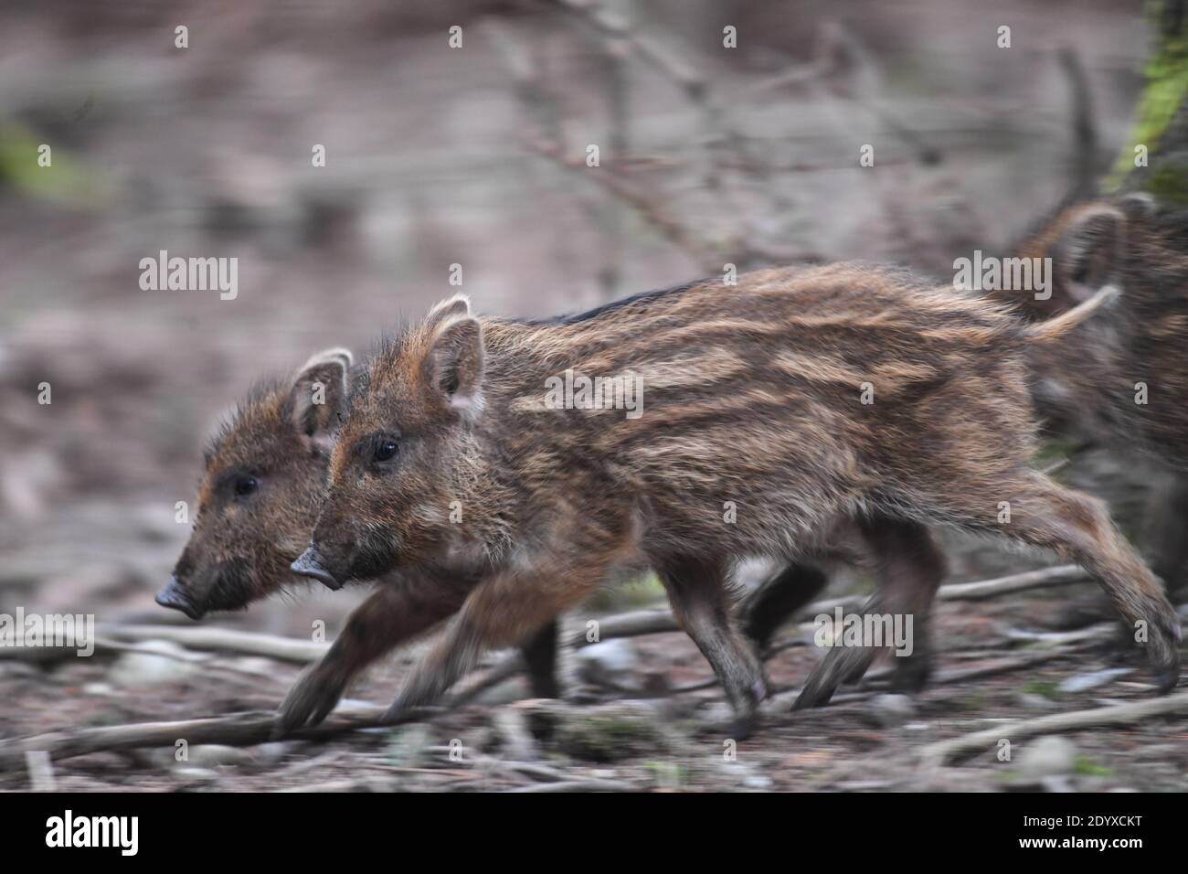 Ravensburg, Germany. 28th Dec, 2020. Freshlings of a few weeks old run through the game enclosure. The animals were born in late autumn. Credit: Felix Kästle/dpa/Alamy Live News Stock Photo