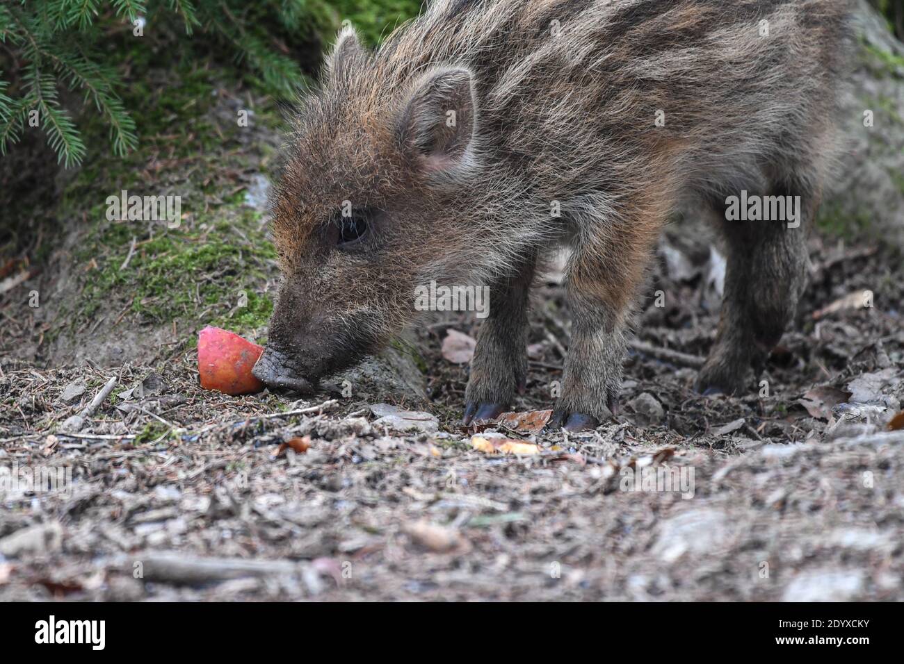 Ravensburg, Germany. 28th Dec, 2020. A few weeks old freshling sniffs at a piece of apple in the game enclosure. The animals were born in late autumn. Credit: Felix Kästle/dpa/Alamy Live News Stock Photo