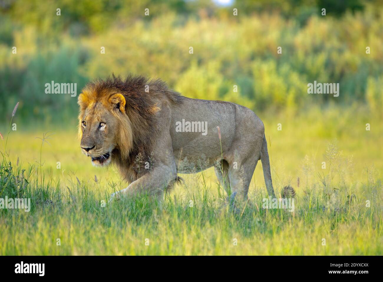 African Lion (Panthera leo). Adult male, stealthfully walking along a tree shadow line, approaching viwing point over a potential hunting area. Stock Photo
