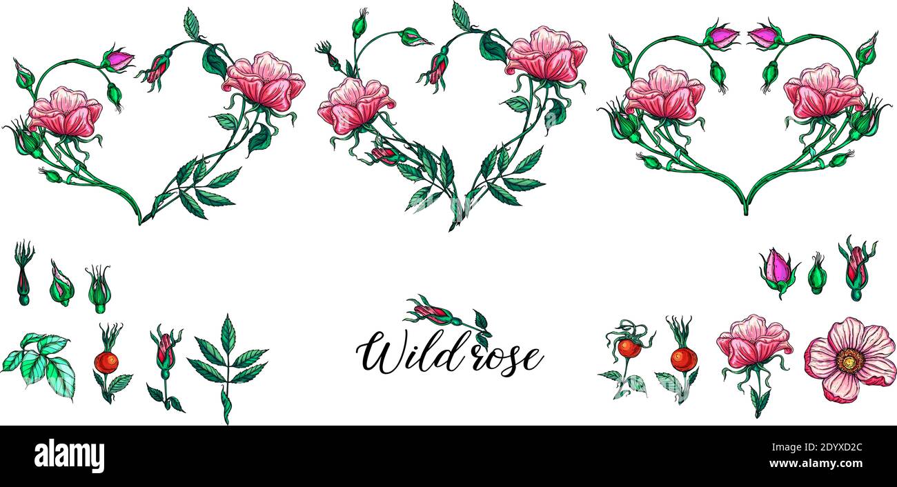 A set of vector flower compositions. The floral heart. Heart of rose