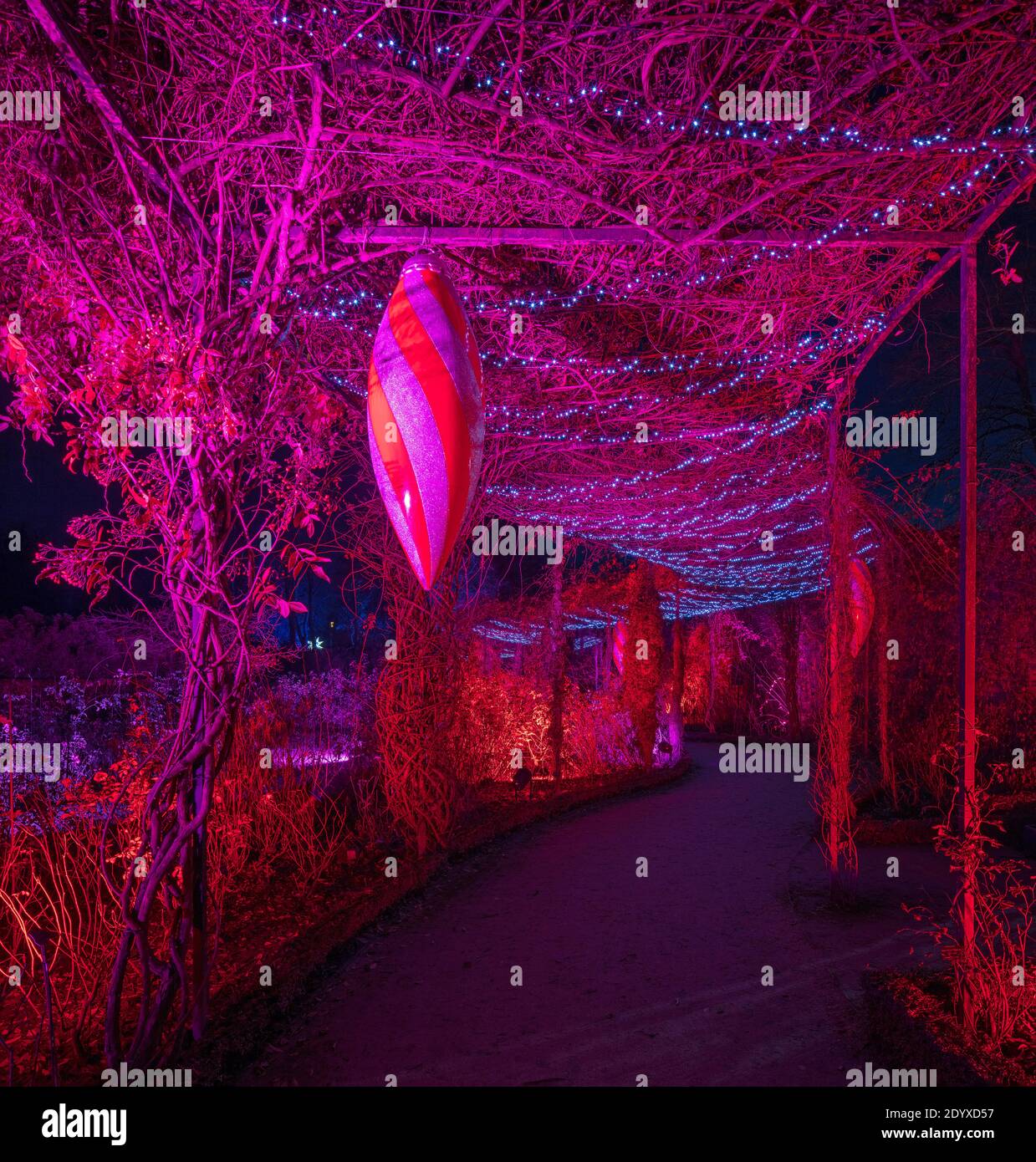 Christmas lights at The Alnwick Garden, Alnwick, Northumberland