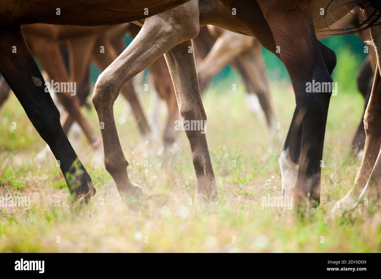horses in summer grazing, view on hooves Stock Photo