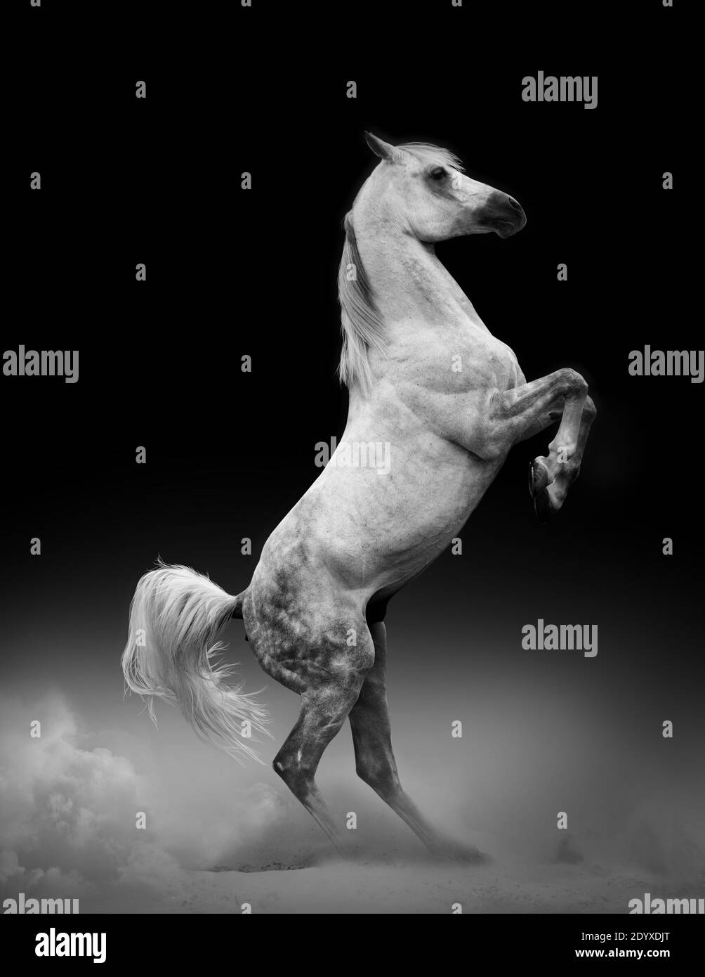 Concept: arab stallion rearing Stock Photo