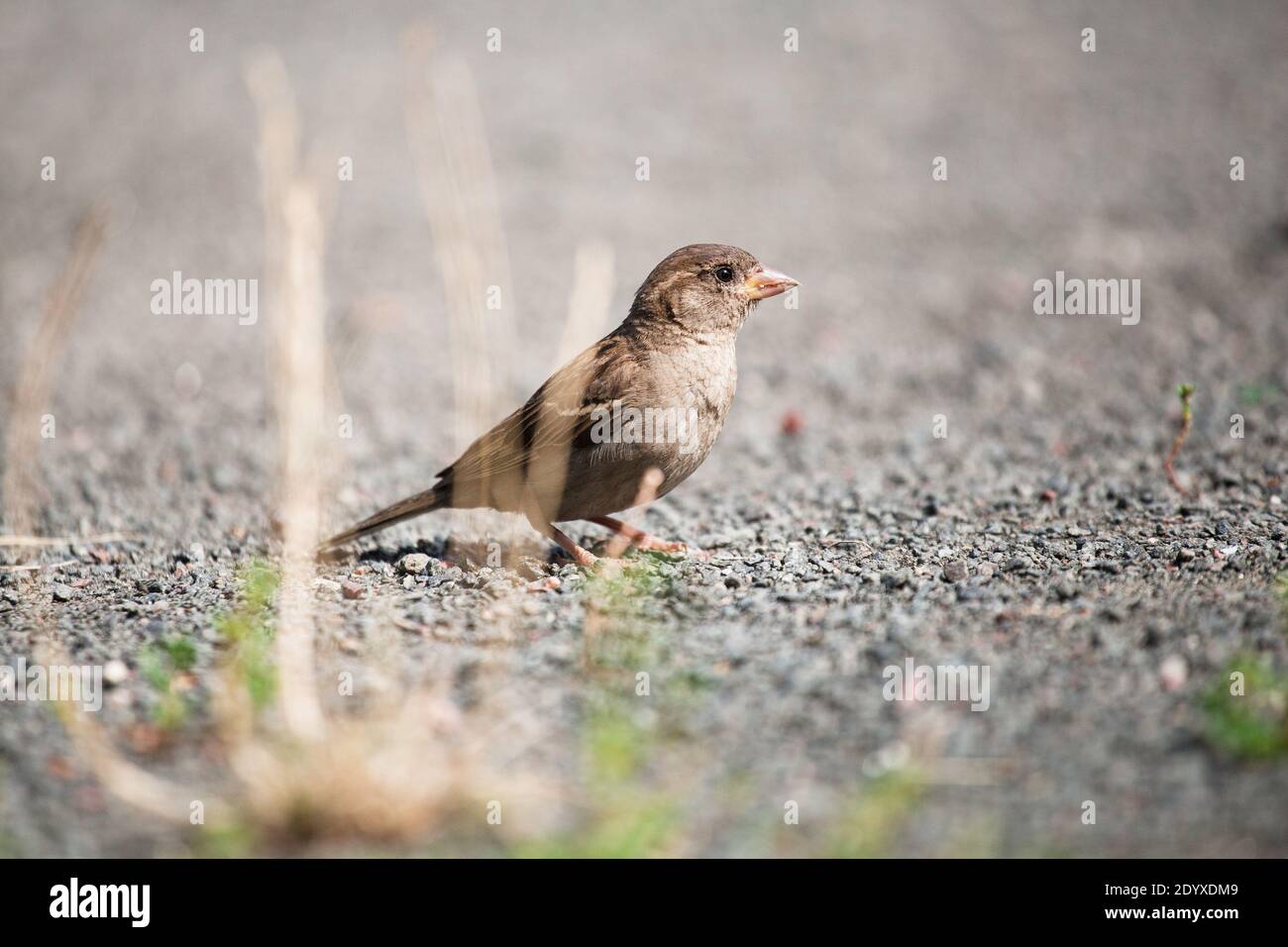 One small grey-brown bird-looking brown sparrow is found outside the bush grass on a sunny day Stock Photo