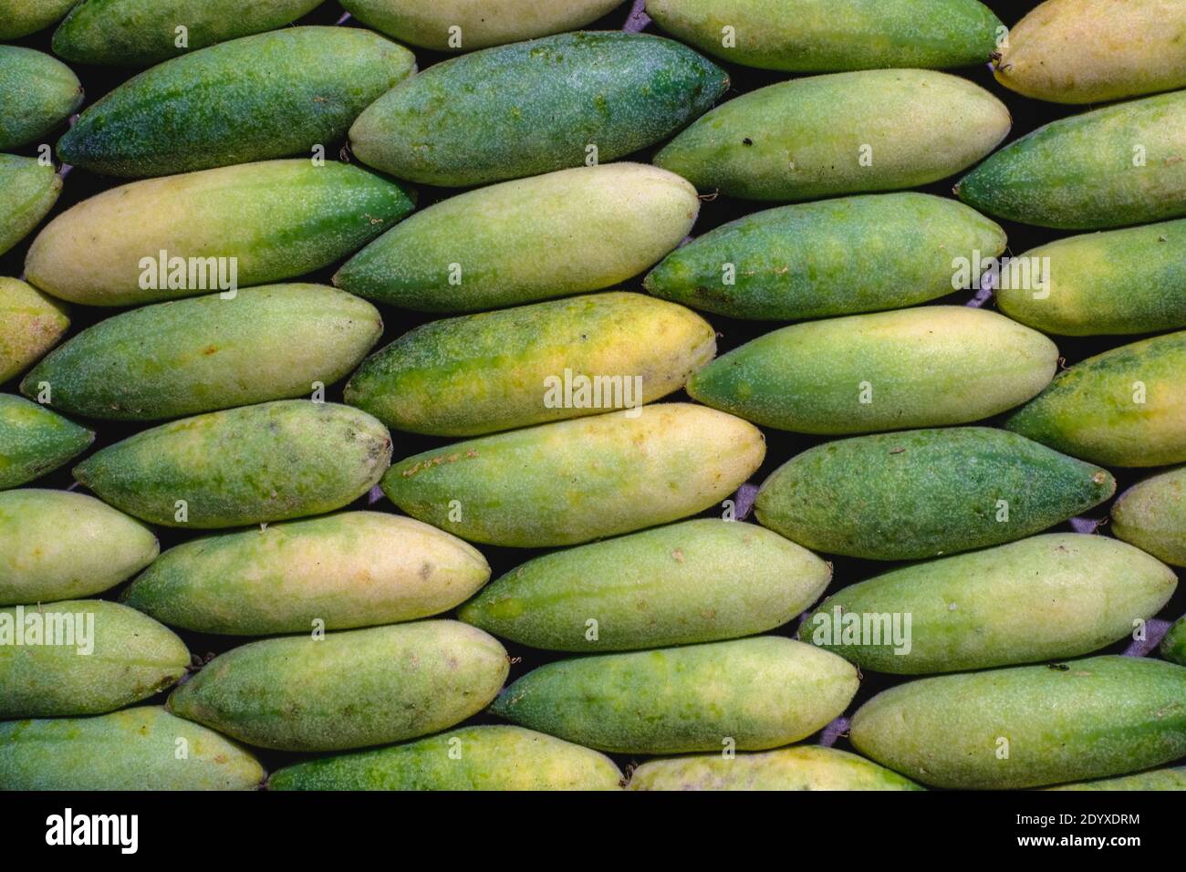 green, bunch, banana, madeira, portugal, portuguese, tropical, cluster, vertical, tasty, nutricious, long, , fruit, nature, food, organic, agriculture Stock Photo