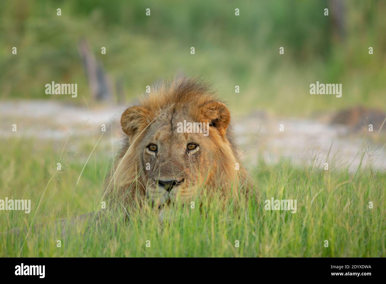 African Lion, (Panthera leo). Partially hidden behind vegetation, watching, surveying, local scenery. Sexually dimporphic, pelage, with long haired ma Stock Photo