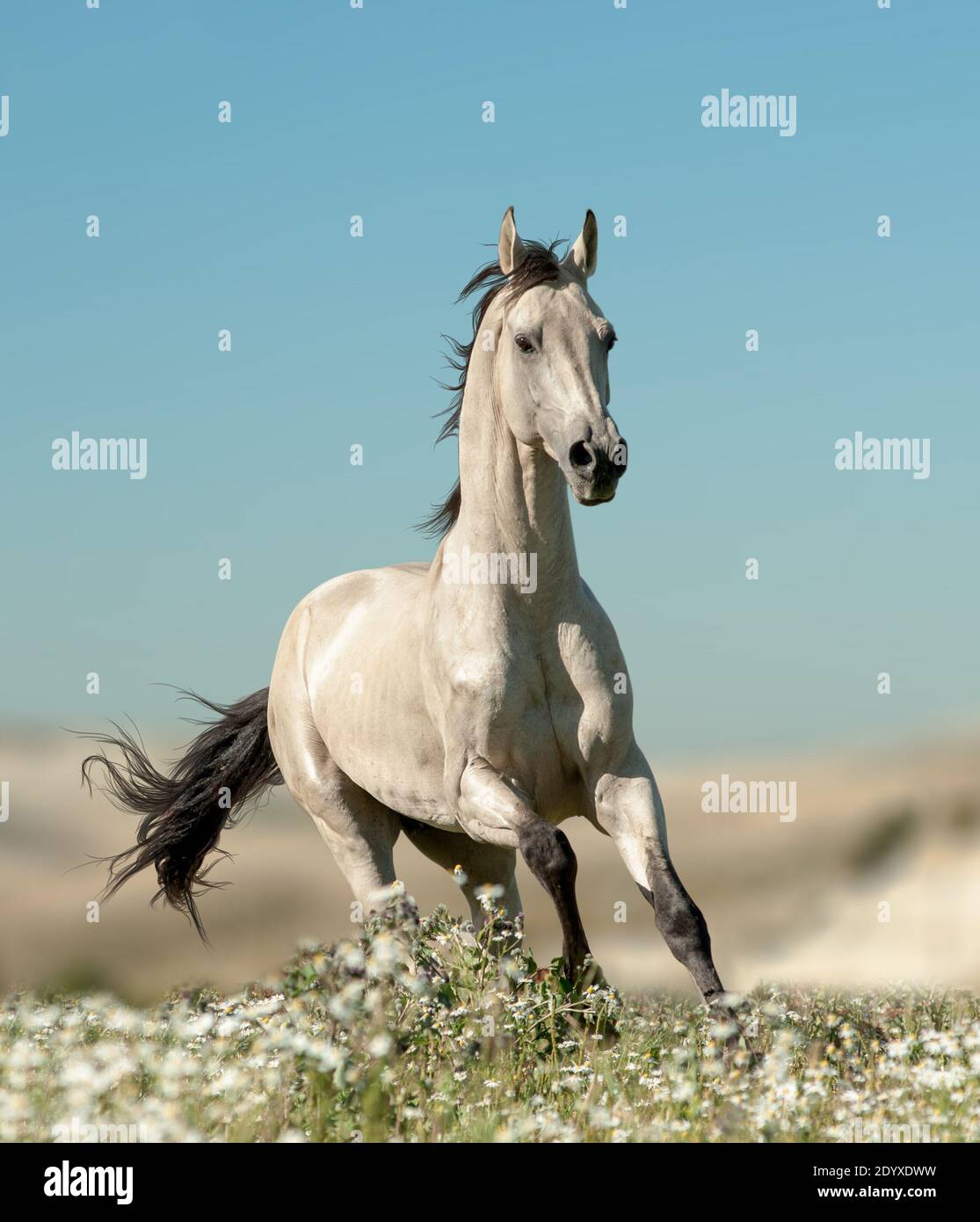 beautiful stallion is running in flower field Stock Photo