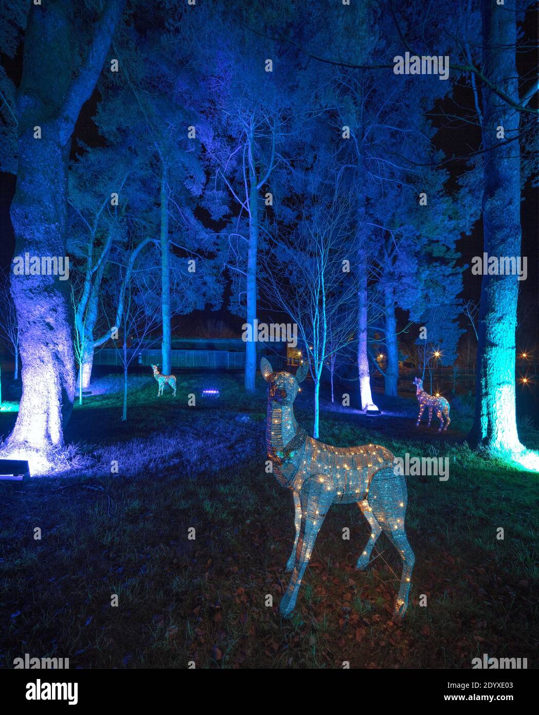 Christmas lights at The Alnwick Garden, Alnwick, Northumberland