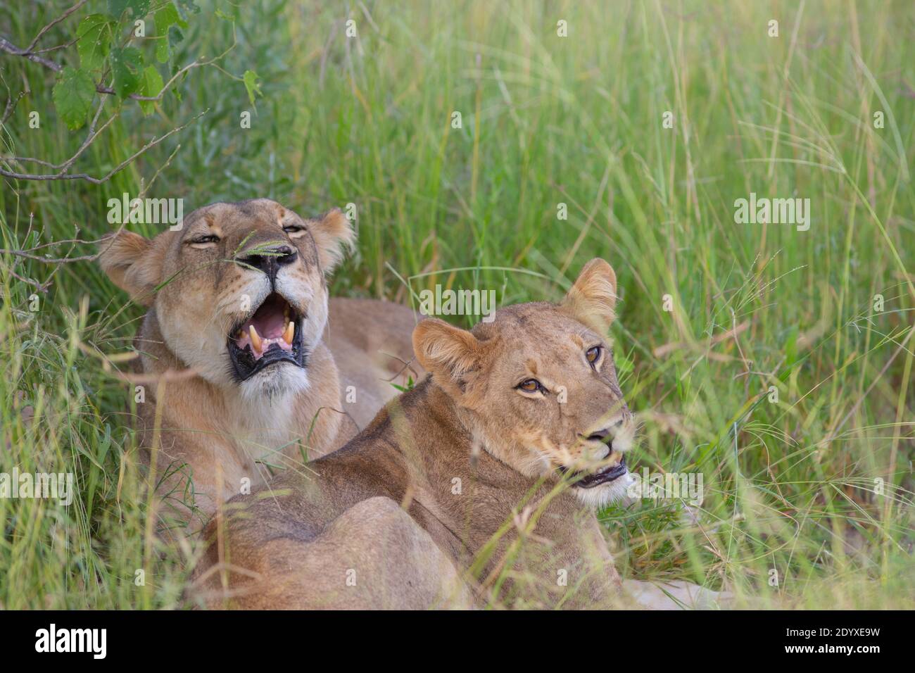 Lioness behind, and a large cub (Panthera leo),  seeking shade in the shadow of scrub vegetation from middle of the day sun. Stock Photo