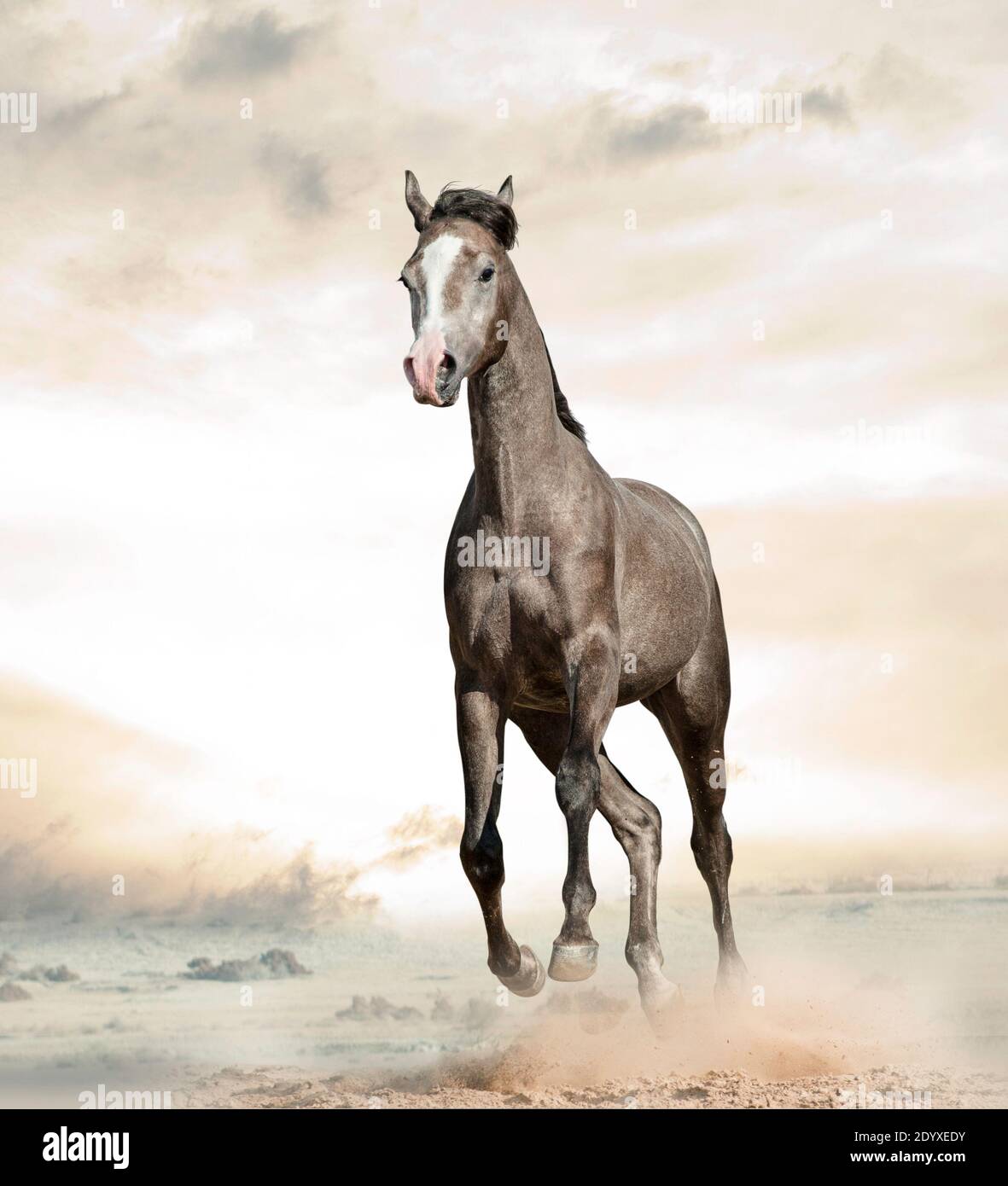Young gray arabian colt is galloping in desert Stock Photo