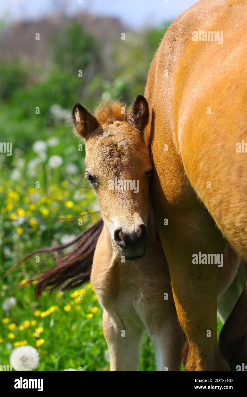 foal with mare in summer Stock Photo