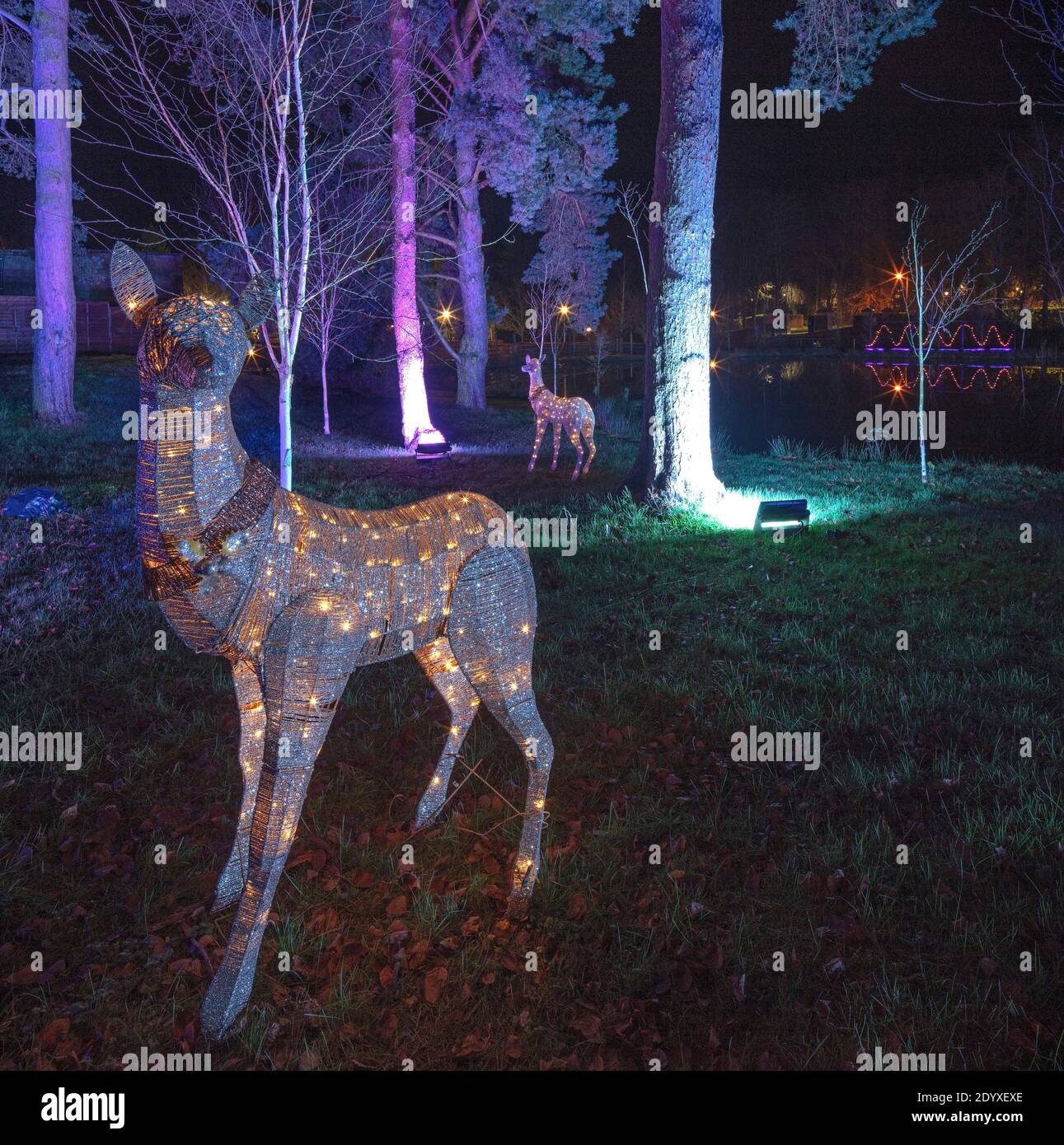 Christmas lights at The Alnwick Garden, Alnwick, Northumberland