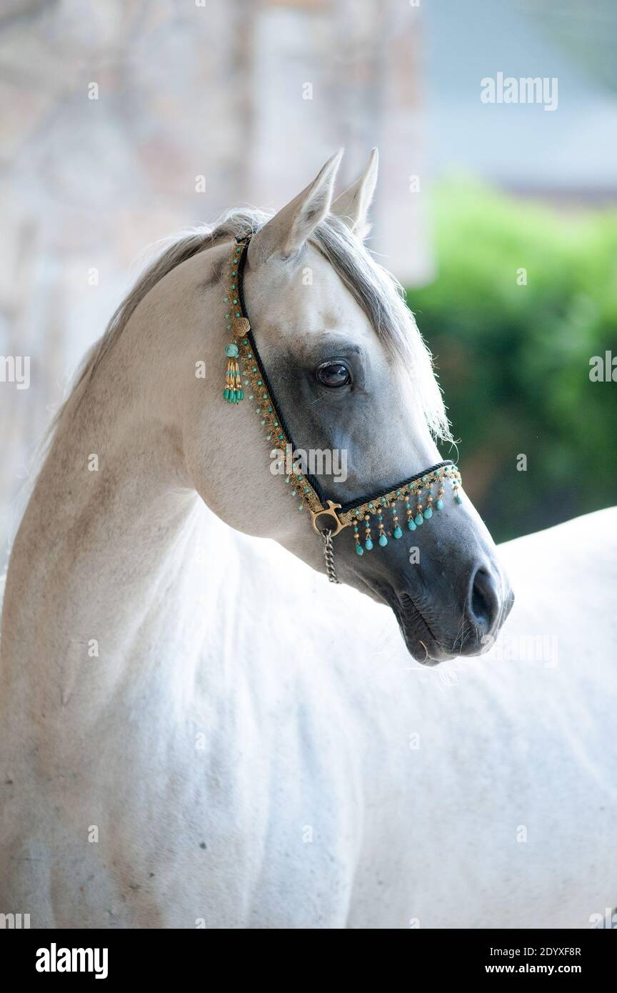Stallion halter horse hires stock photography and images Alamy