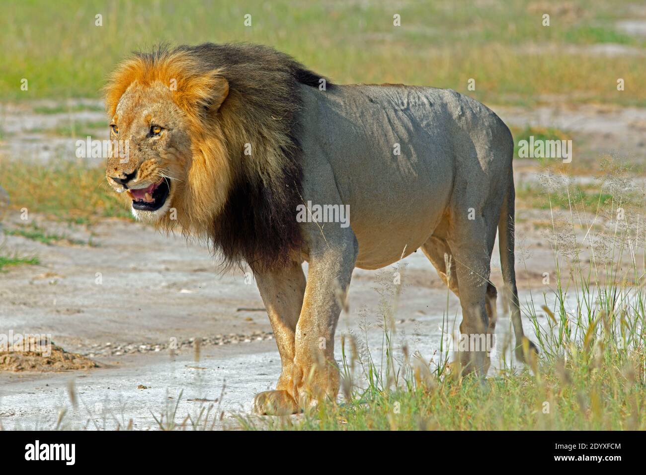African Lion (Panthera leo). Adult, mature male , about to approach, anticipating, facing, the engagement of another.Wary. Cautious. Unsure. Uncertain Stock Photo