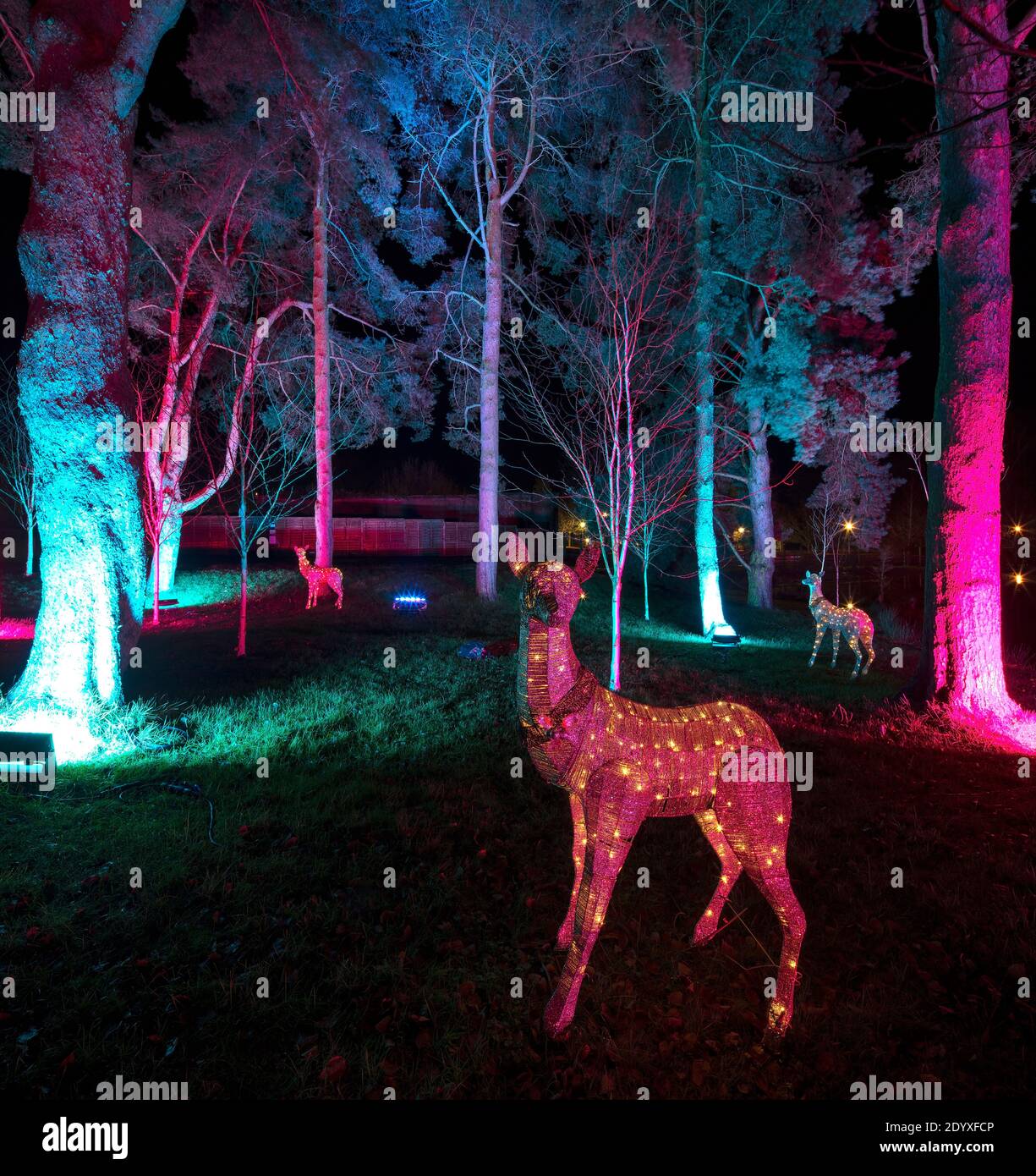 Christmas lights at The Alnwick Garden, Alnwick, Northumberland