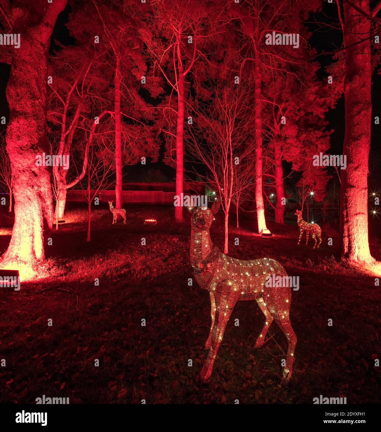 Christmas lights at The Alnwick Garden, Alnwick, Northumberland